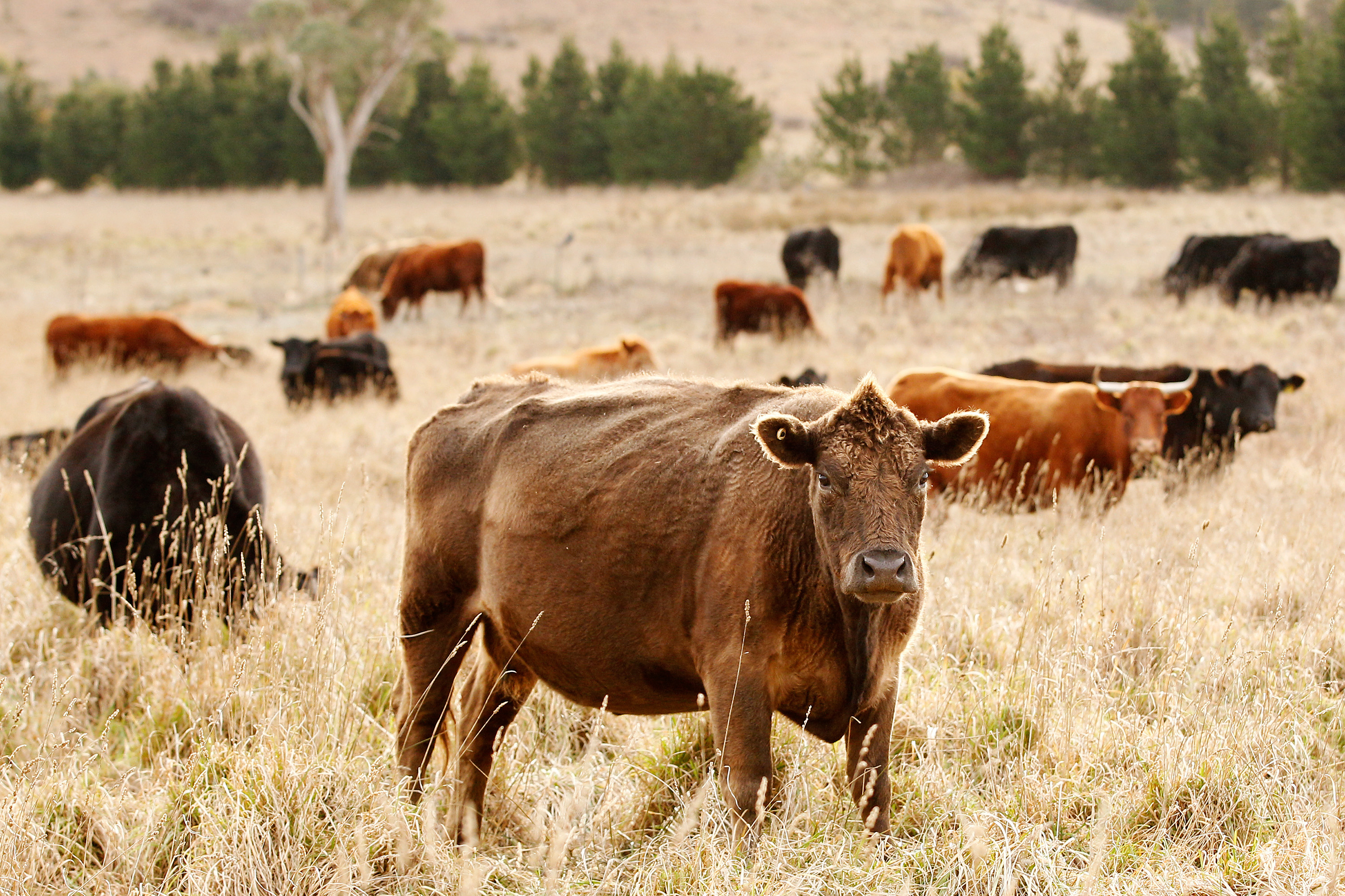 Cattle Theft on the Rise in Texas and Oklahoma | Money
