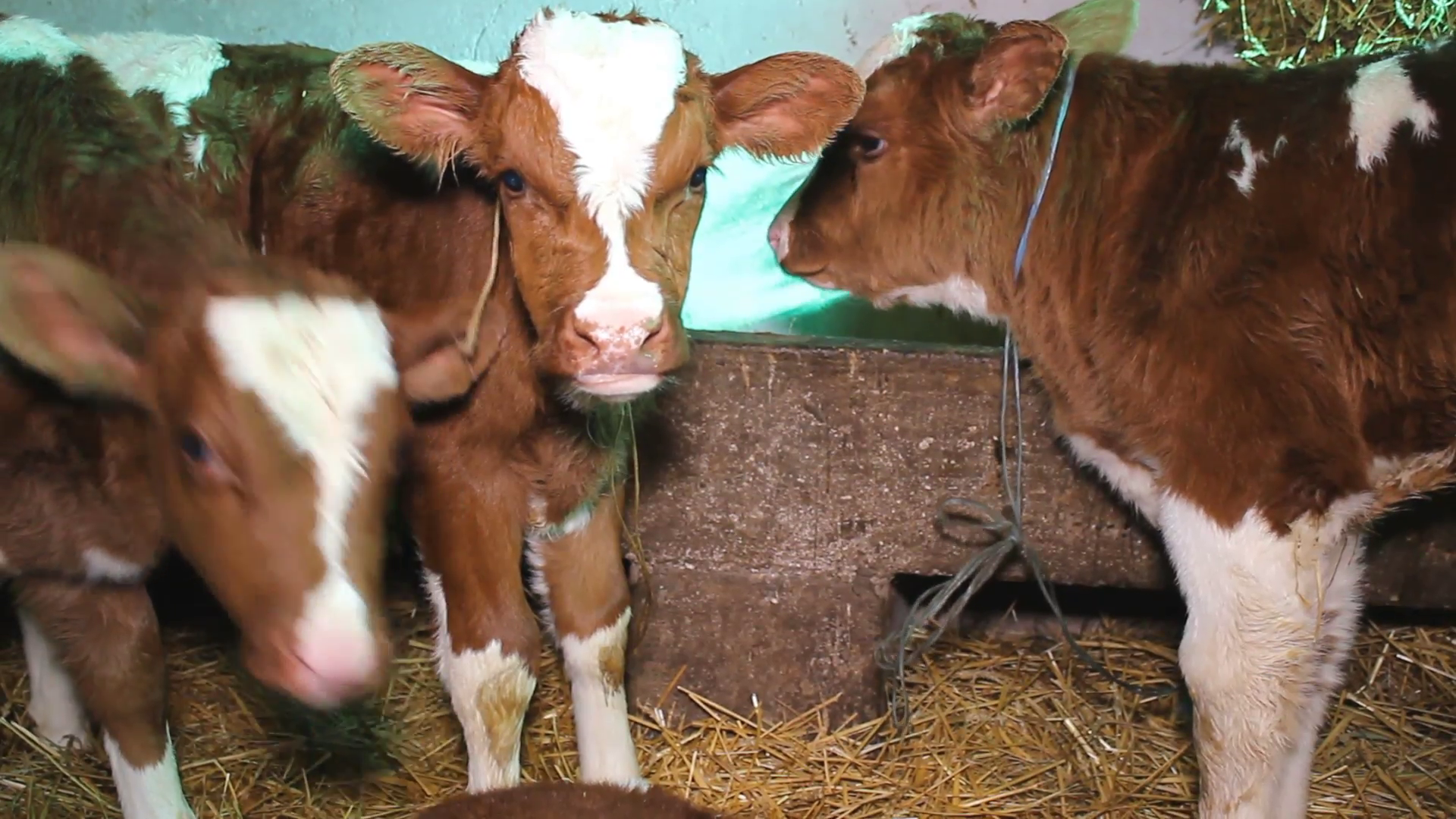 farm calves cattle farm winter farm Stock Video Footage - VideoBlocks