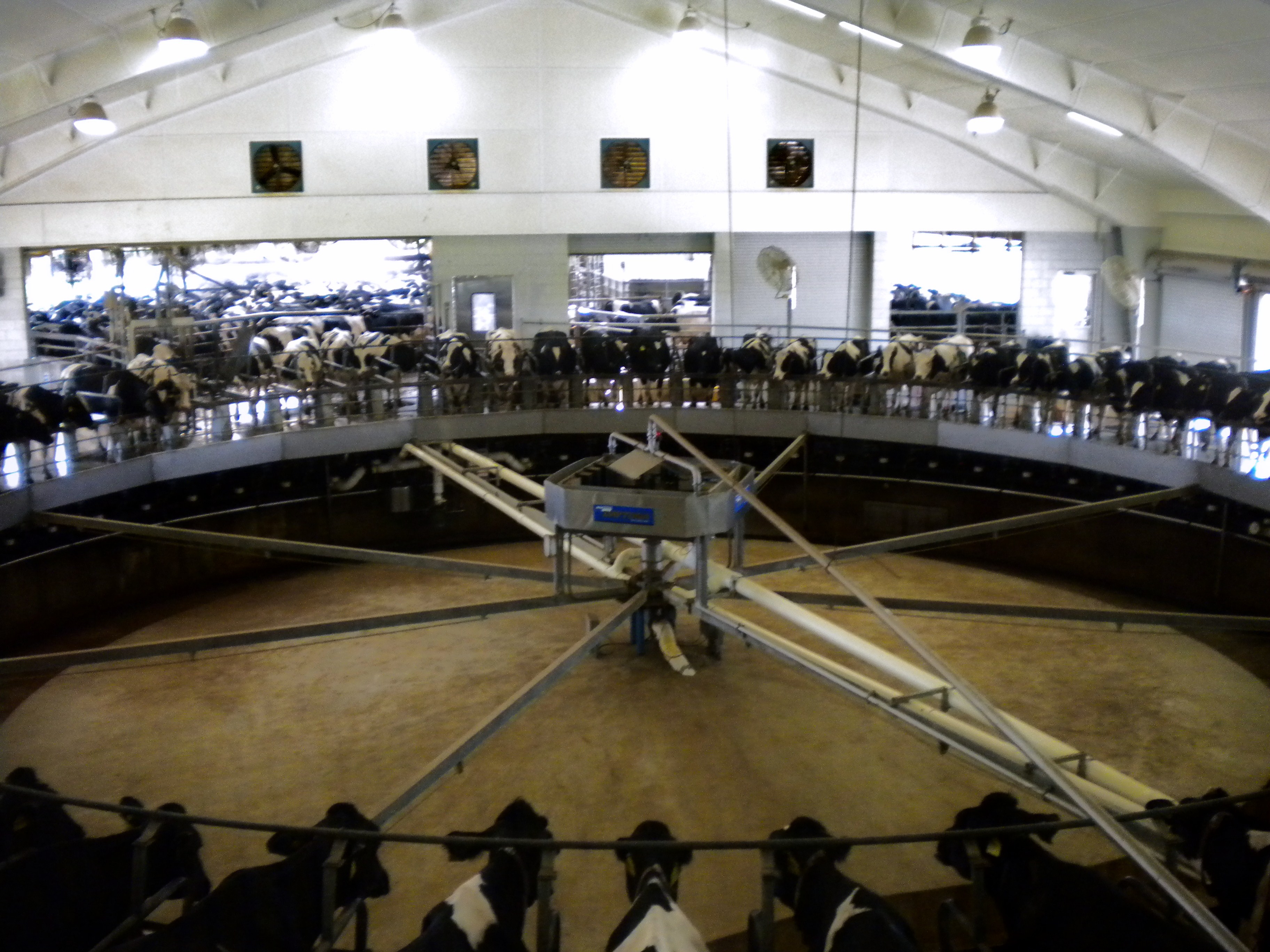 A Tale of Two Dairy Farms (One of Which Milks 30,000 Cows)