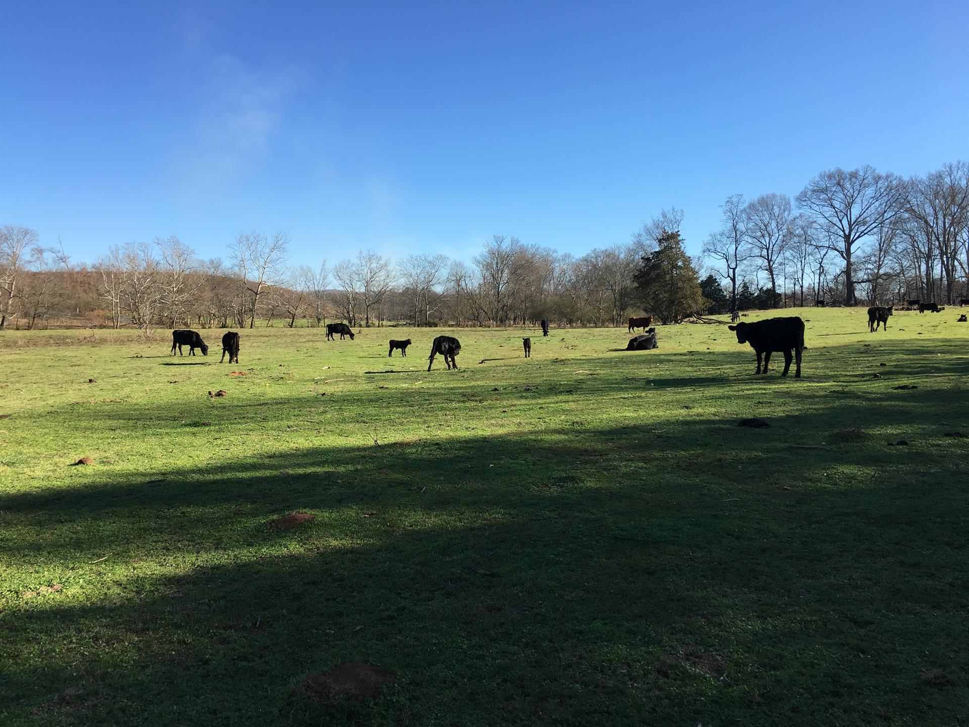 Working Cattle Farm With Creek : Land for Sale : Adairsville ...