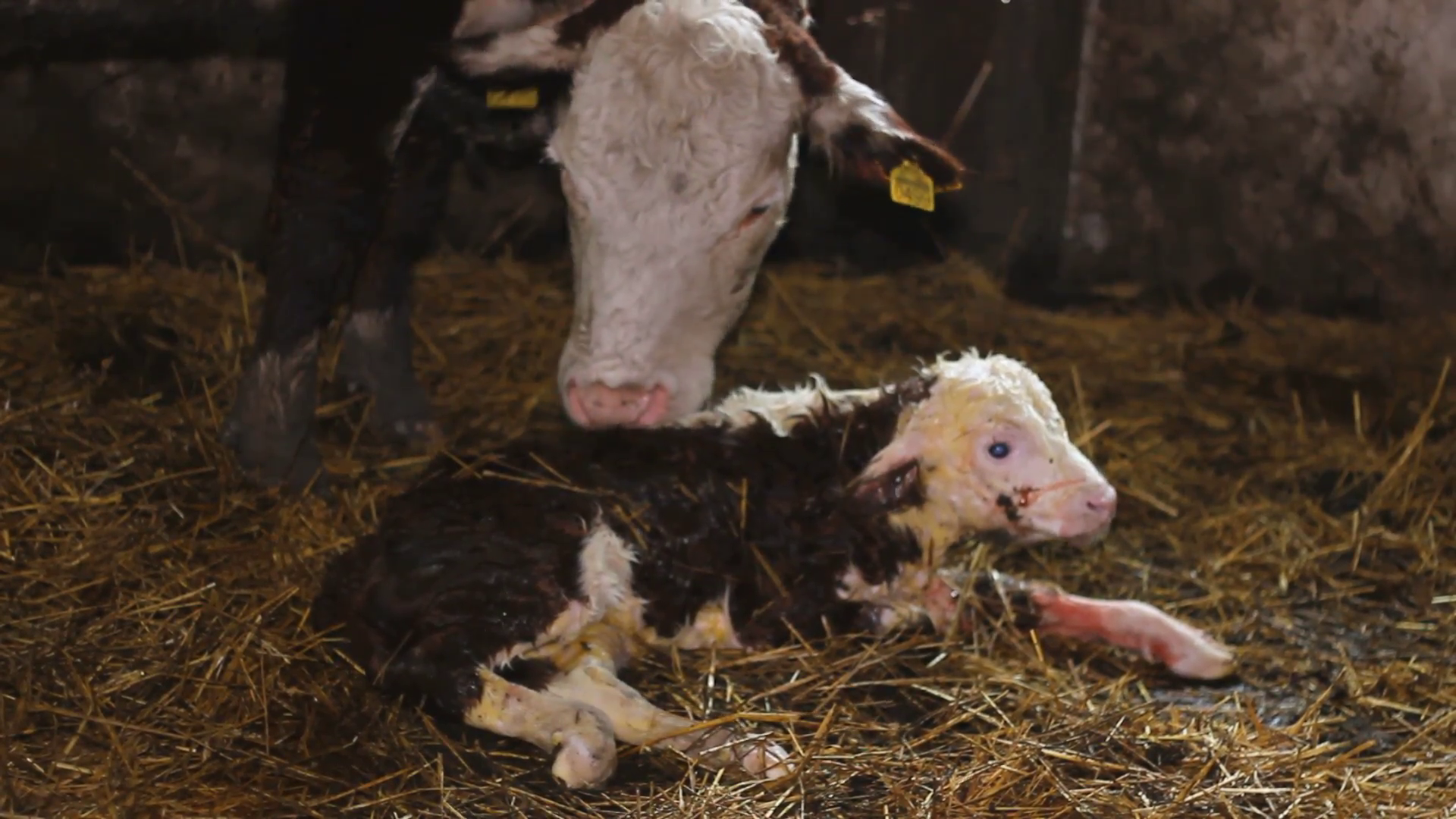 Mother cow licks clean newborn calf,Cattle Hereford farm Stock Video ...