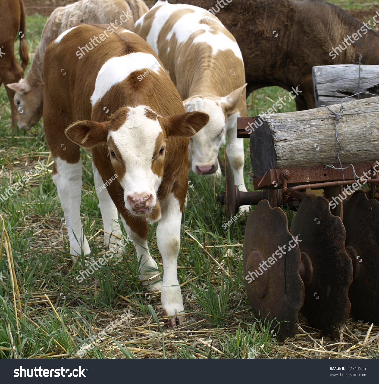 Australian Cattle Farm Calf Calves Play Stock Photo 22344556 ...