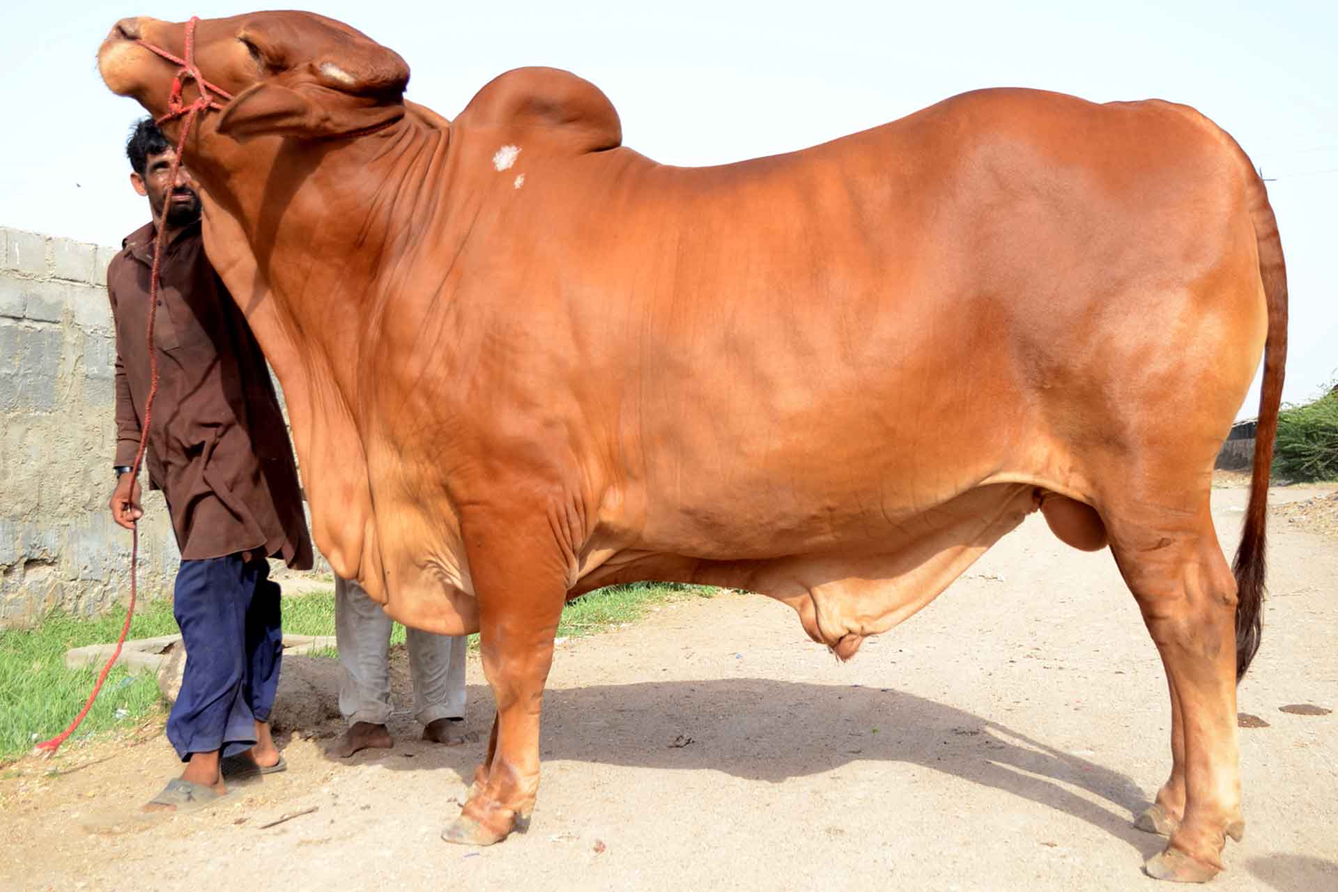 Vorson Cattle Farm Karachi - Cow Cattle Farm