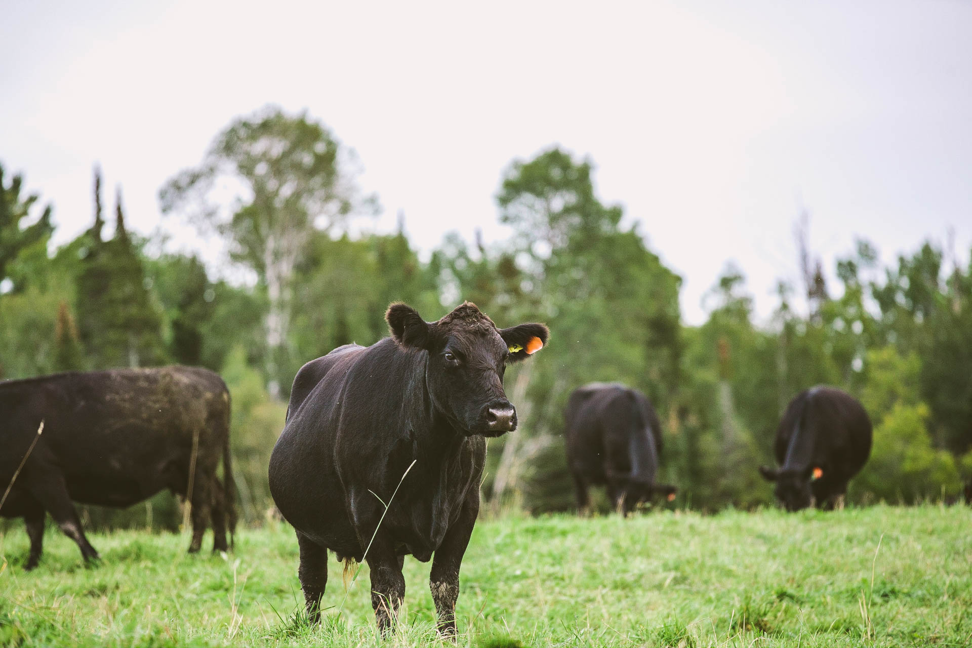 Home - Sweet Grass Cattle Farms