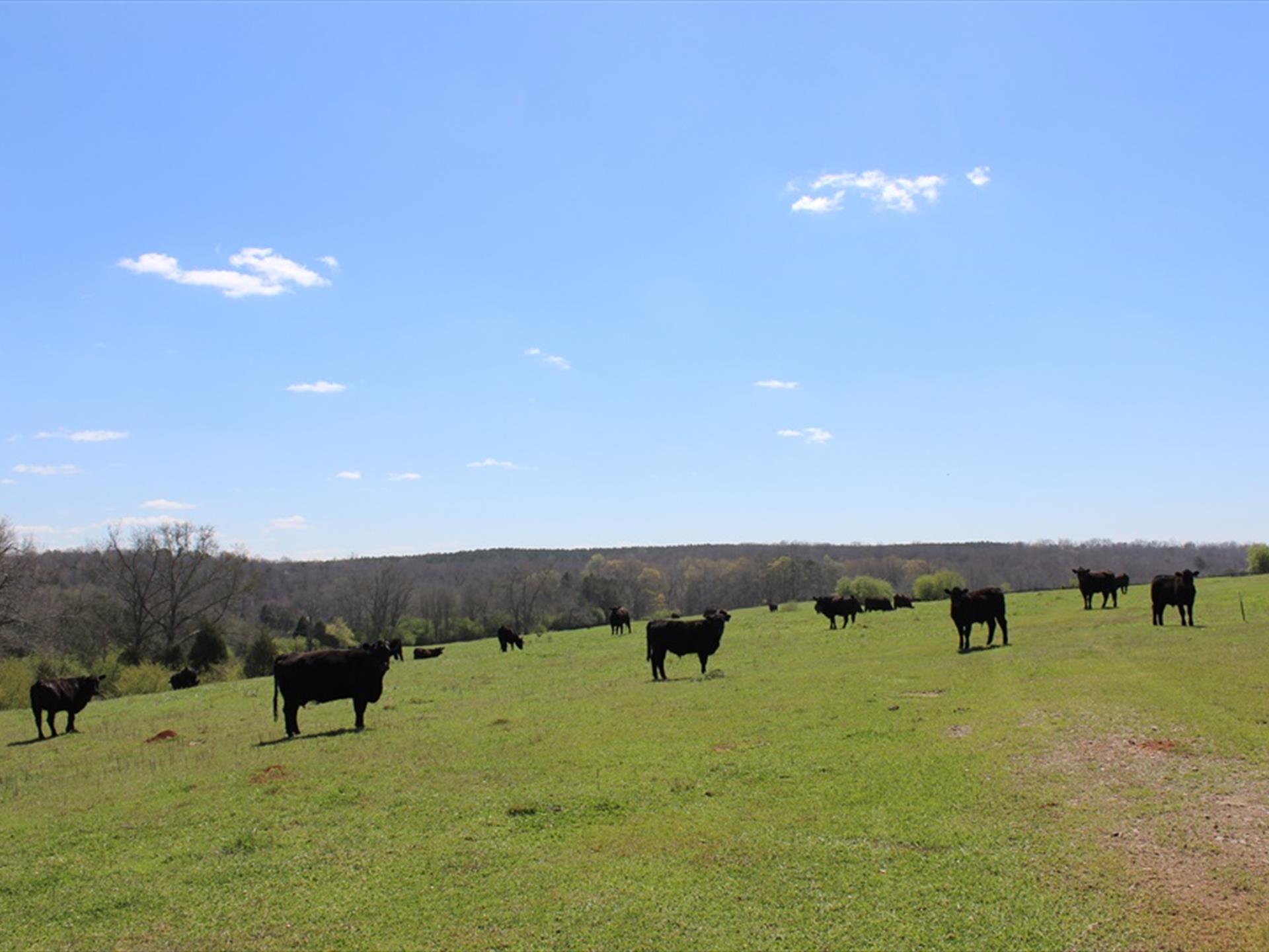 Impressive Cattle Farm : Farm for Sale : Culloden : Crawford County ...