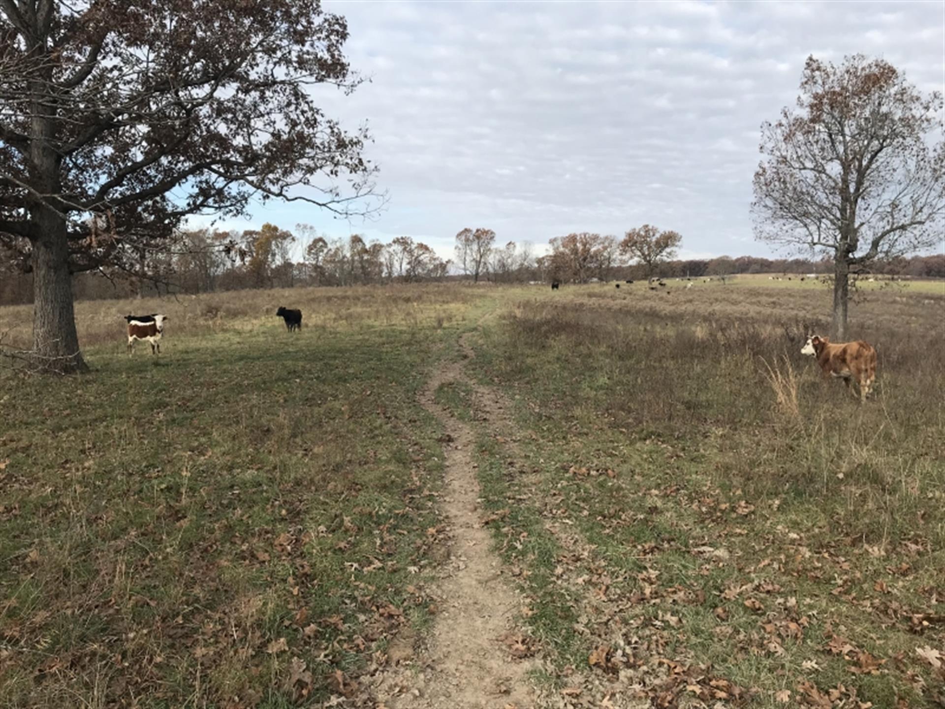 240 Ac - Cattle Farm, Hunting, &Amp : Ranch for Sale : Climax ...