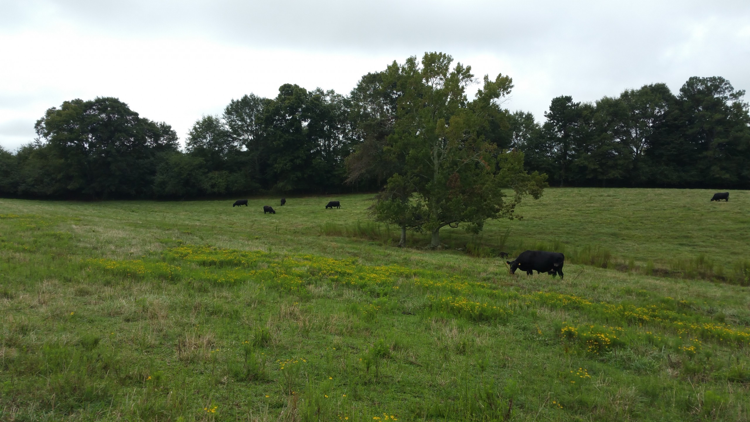 Cattle Farm for Sale Carroll County, GA 47+/- Acres | Bowdon, GA on ...
