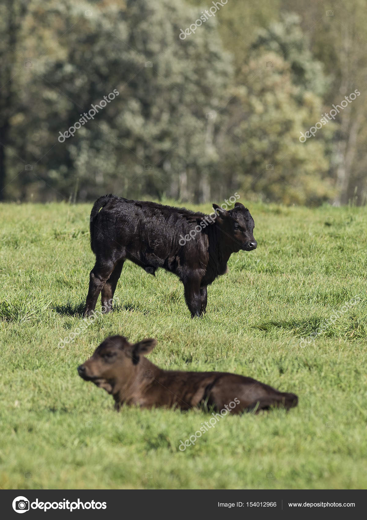 Black Angus Calf Pasture Minnesota Cattle Farm — Stock Photo ...