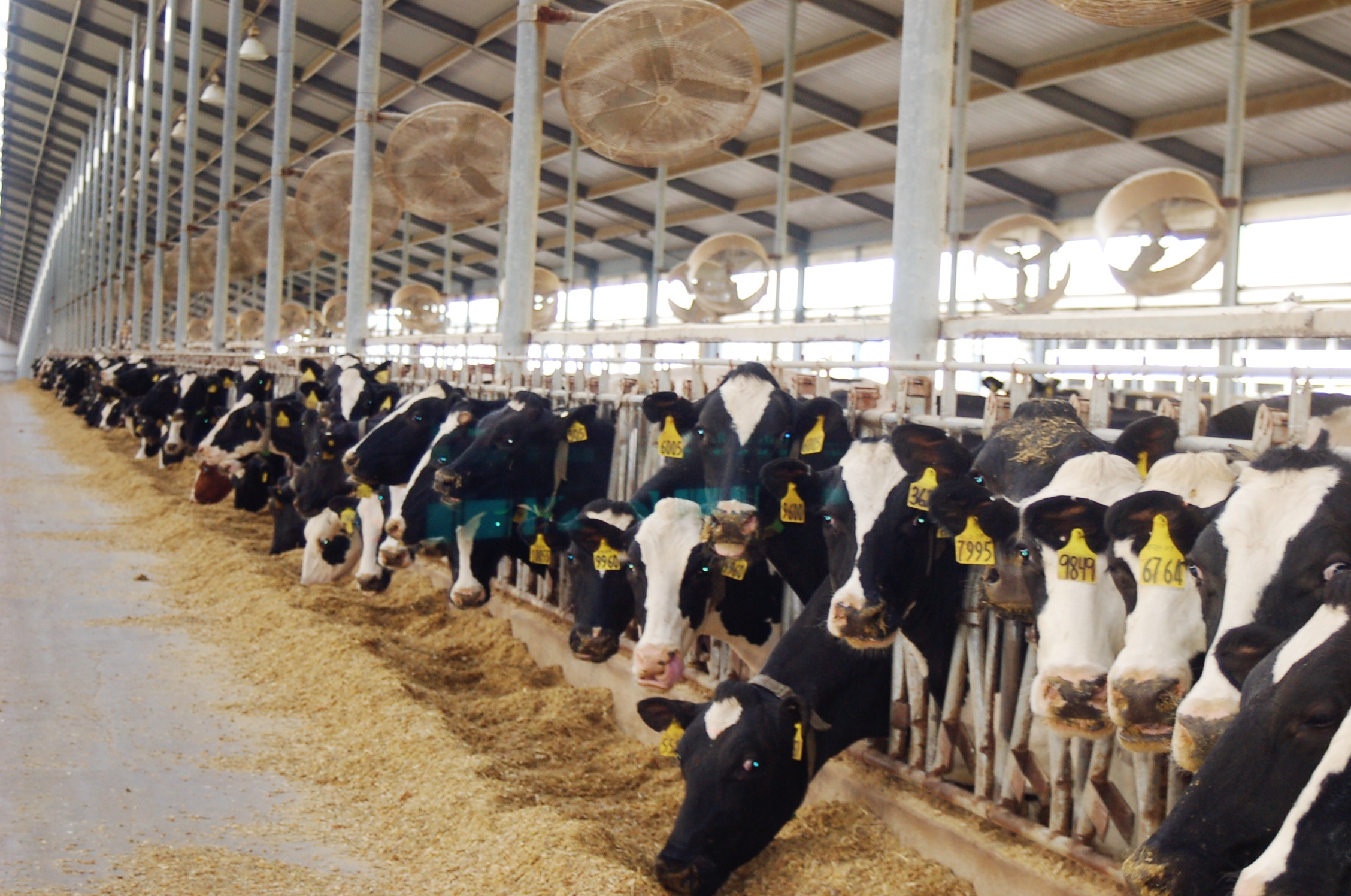 USDA's May 2016 Cattle On Feed Report Forecast | QT AG Online ...