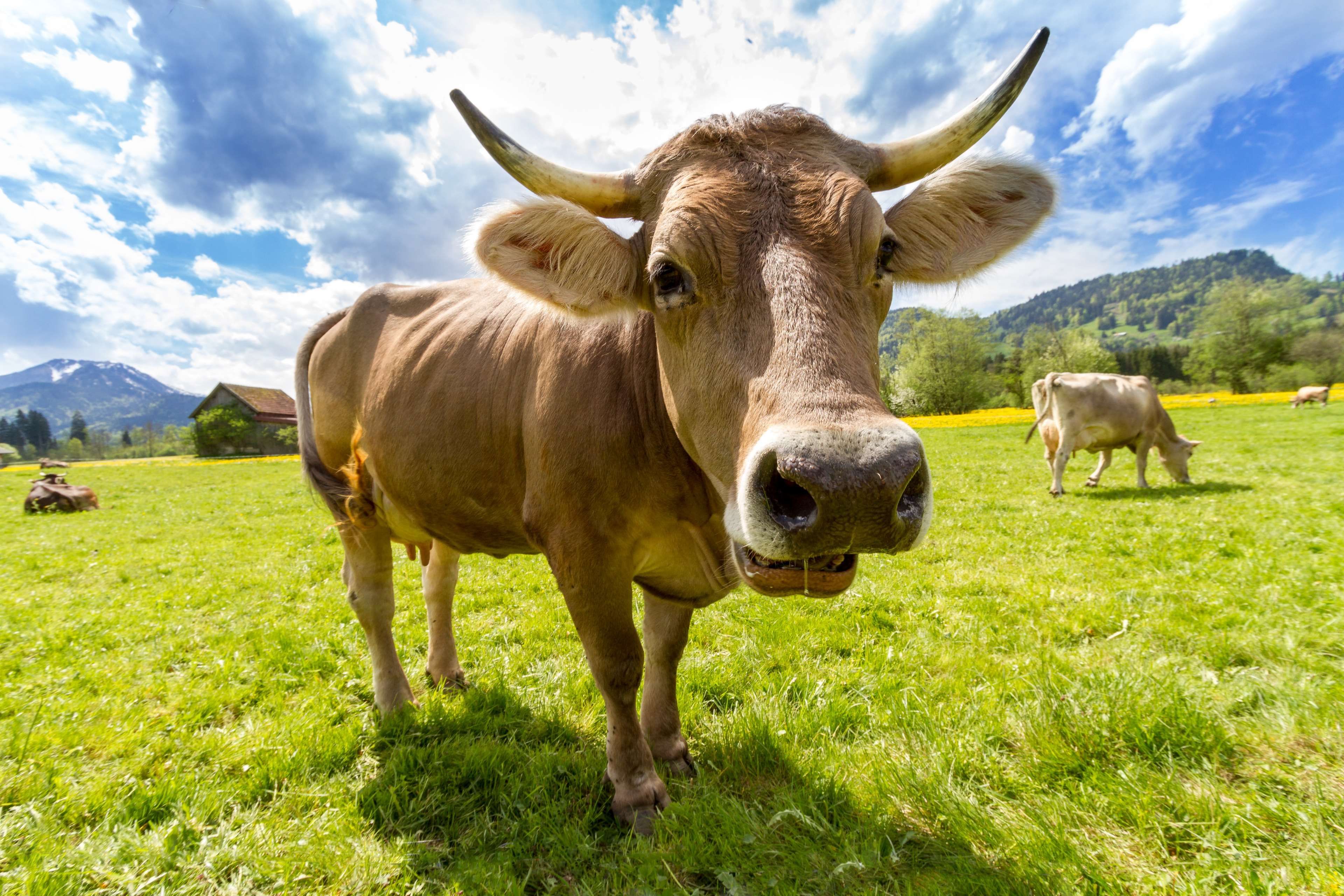 agriculture #animal #brown swiss #cattle #countryside #cow #dairy ...