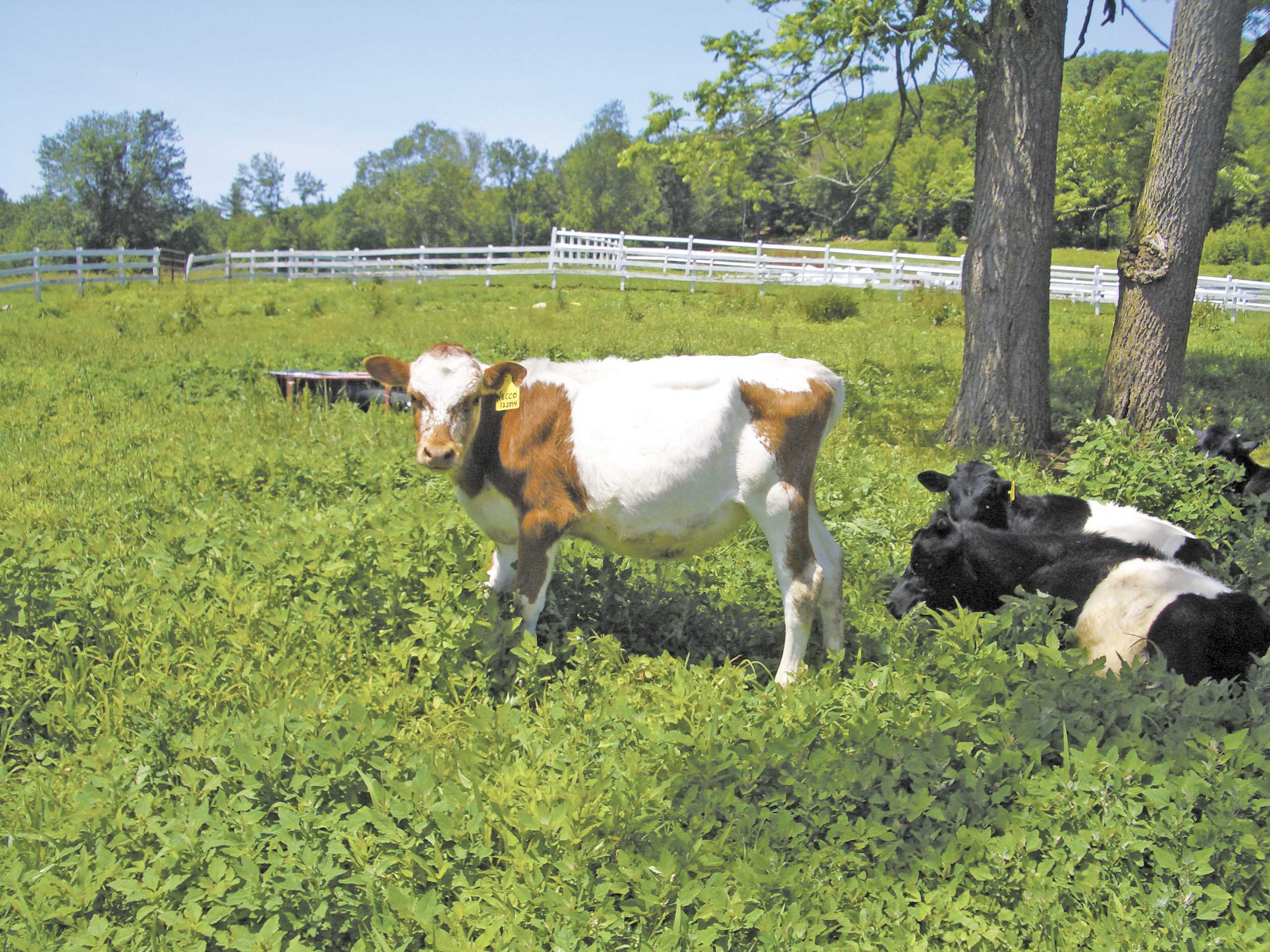Responding to demand at Manning Hill Farm