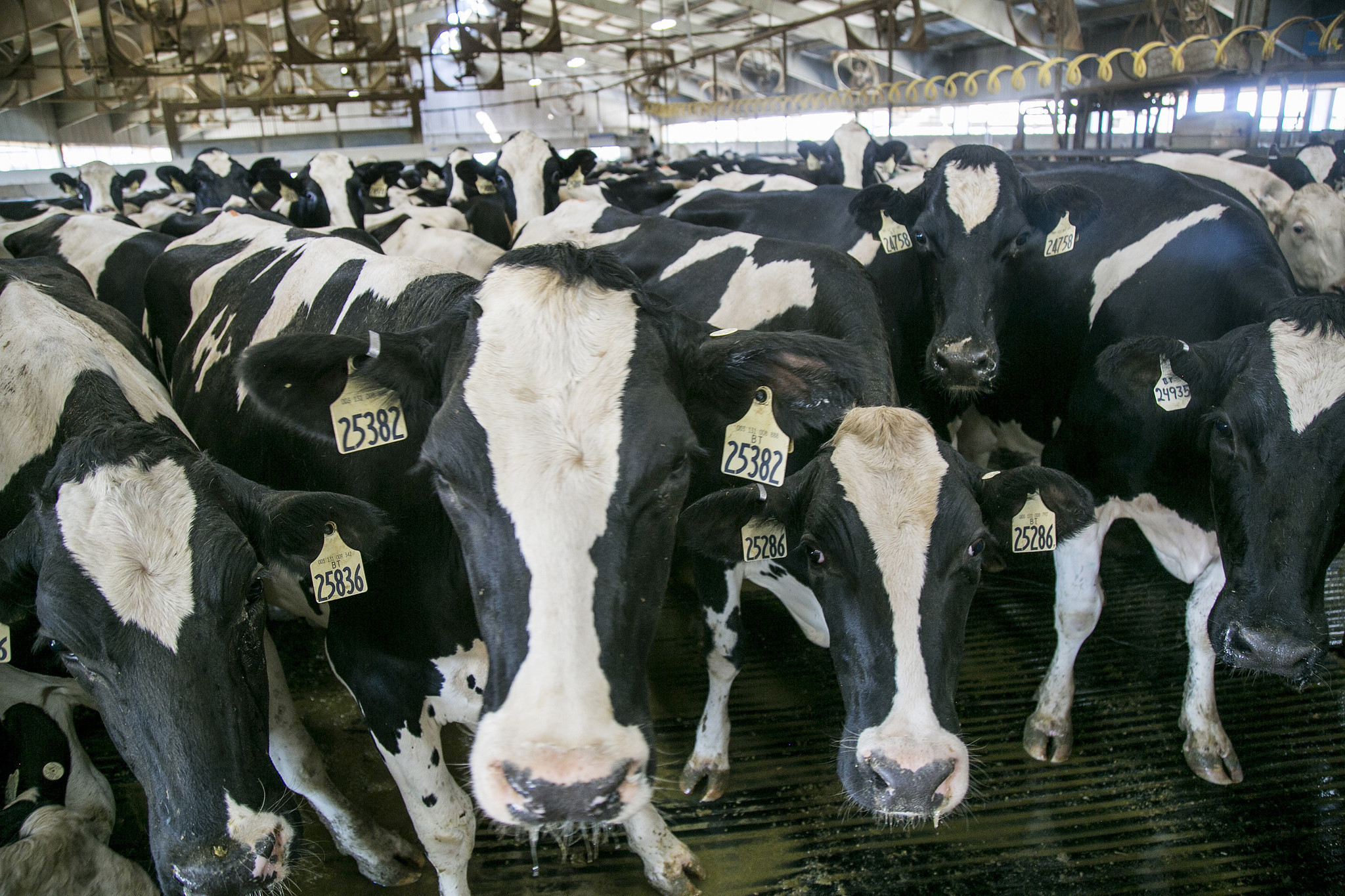 Deaths of farmworkers in cow manure ponds put oversight of dairy ...
