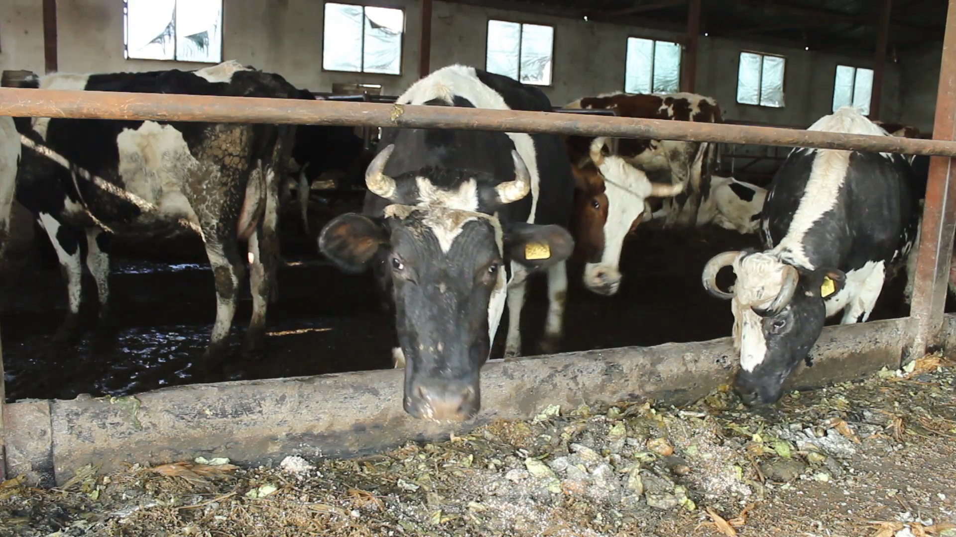 Cows cattle ranch farm Stock Video Footage - VideoBlocks