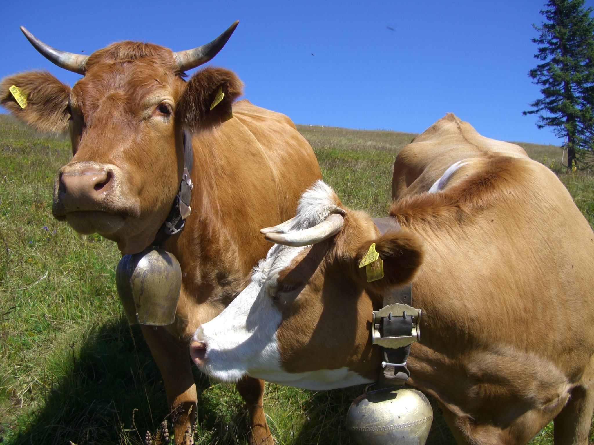 Free Images : farm, animal, pasture, grazing, livestock, brown, beef ...