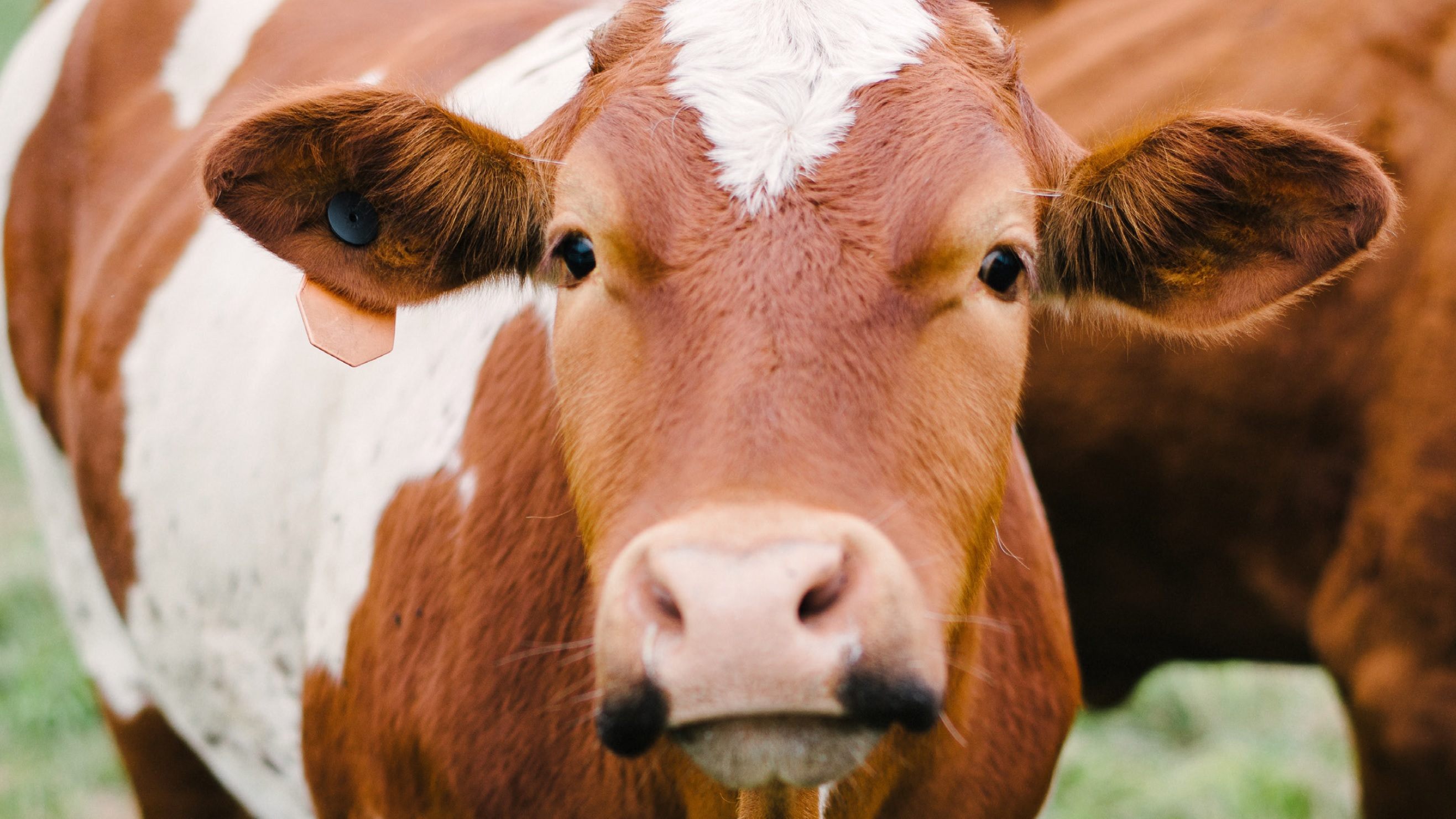 Cattle Ranch Loans For Farmers Across America | AgAmerica