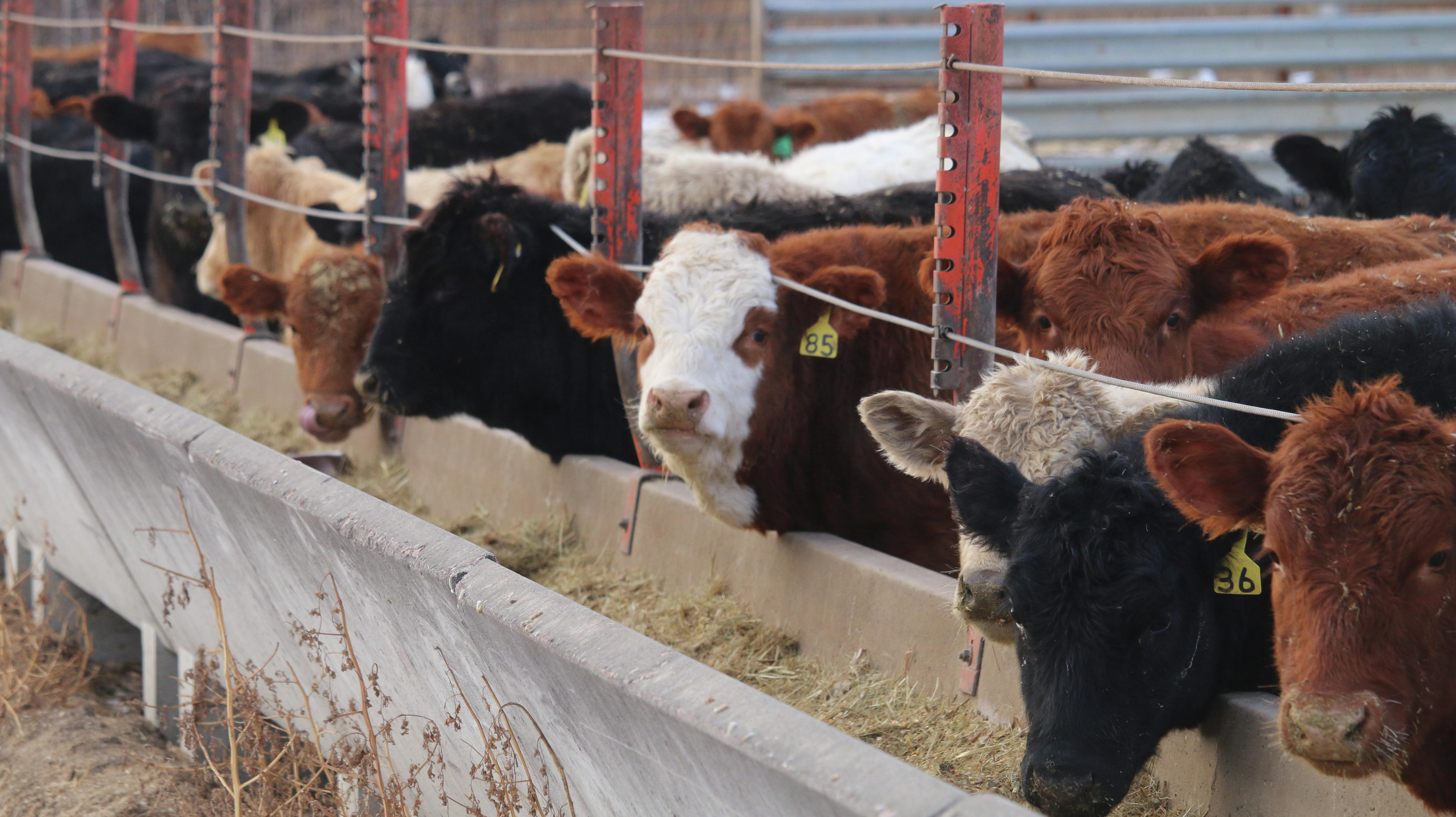 Free Photo Cattle Feedlot Animal Buffalo Cattle Free Download 