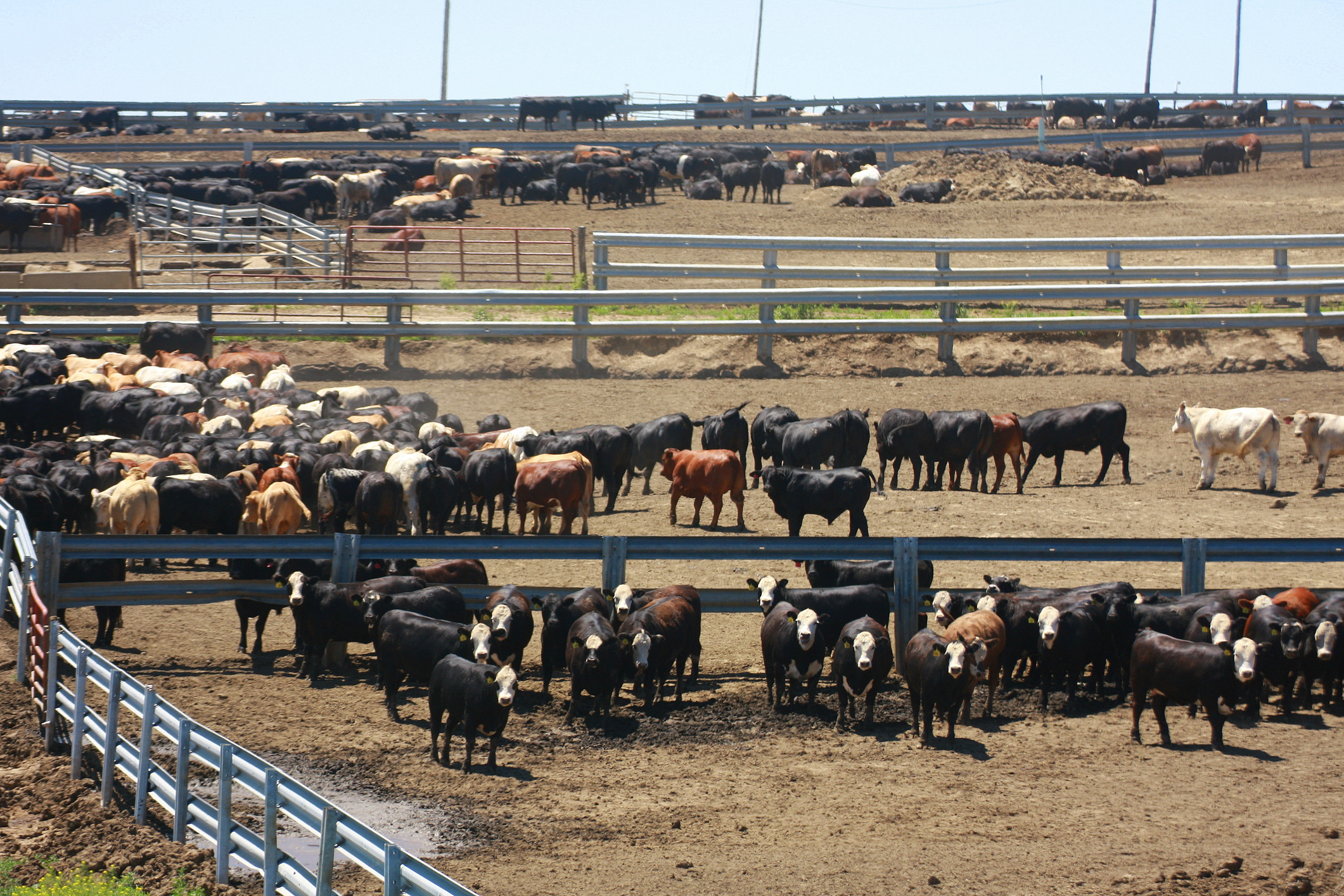 JBS finds buyer for Five Rivers Cattle Feeding | Feedstuffs