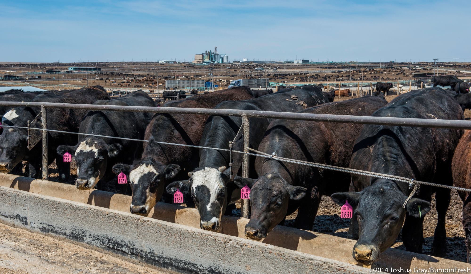 Caring for Feedlot Cattle During a Winter Storm – Beef Runner