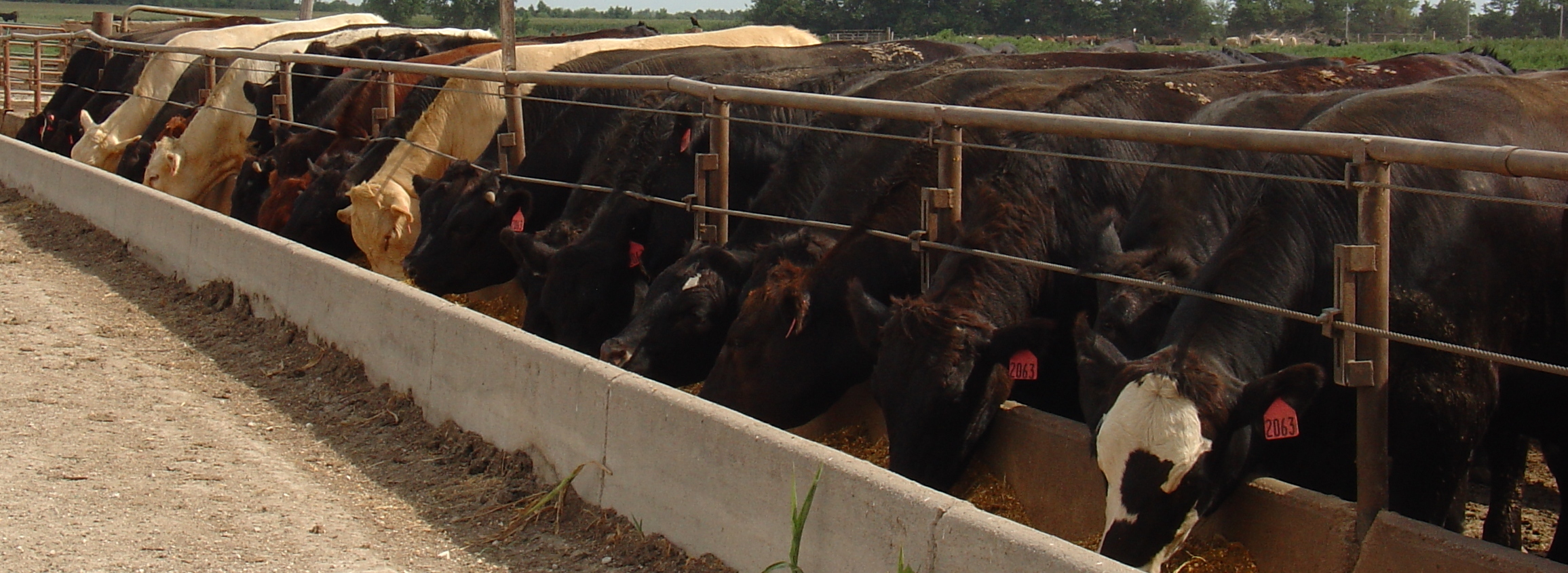 Cattle on Feed Report exceeds analyst expectations | Iowa ...