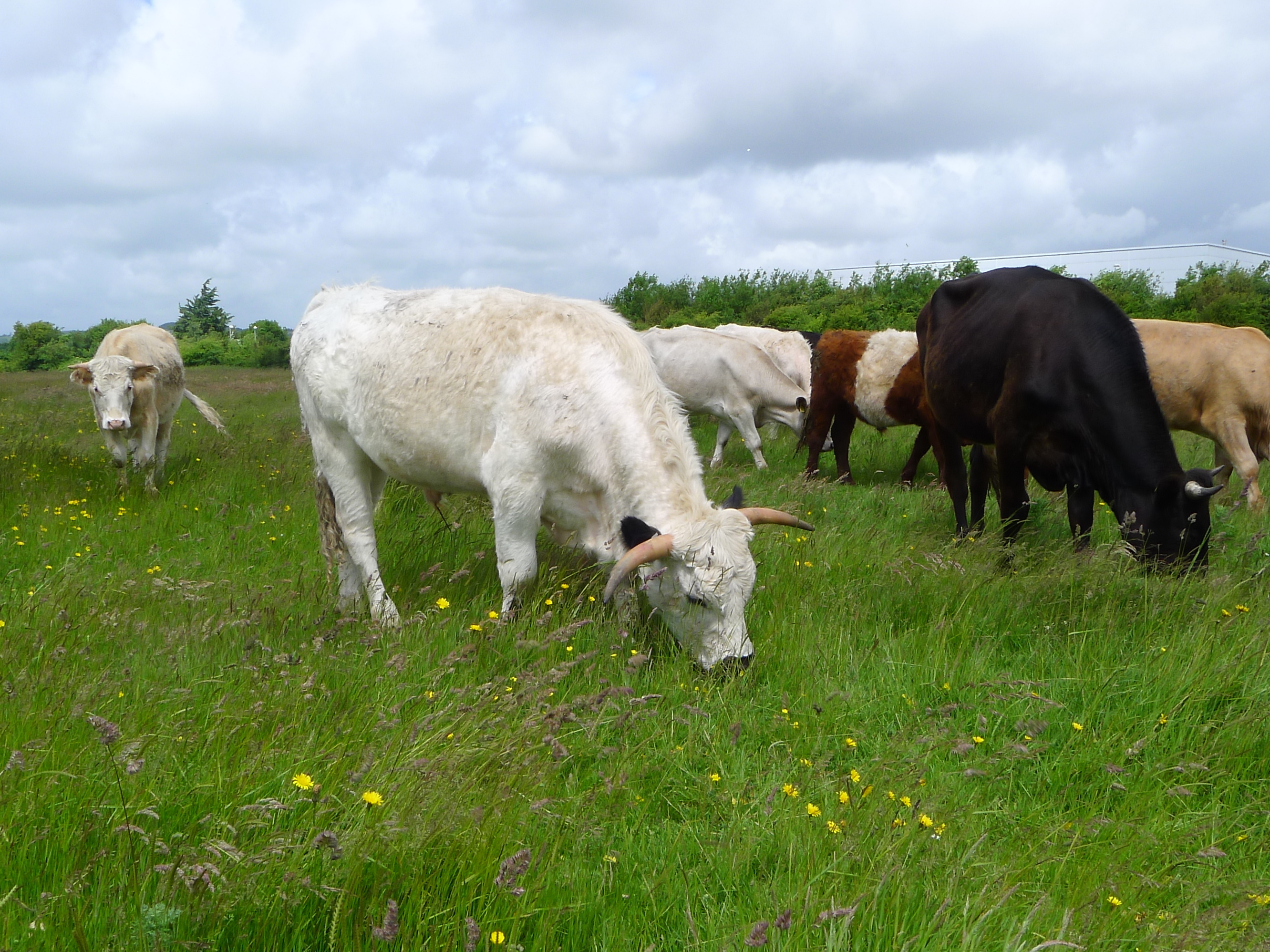 cattle grazing | Solent Reserves Blog