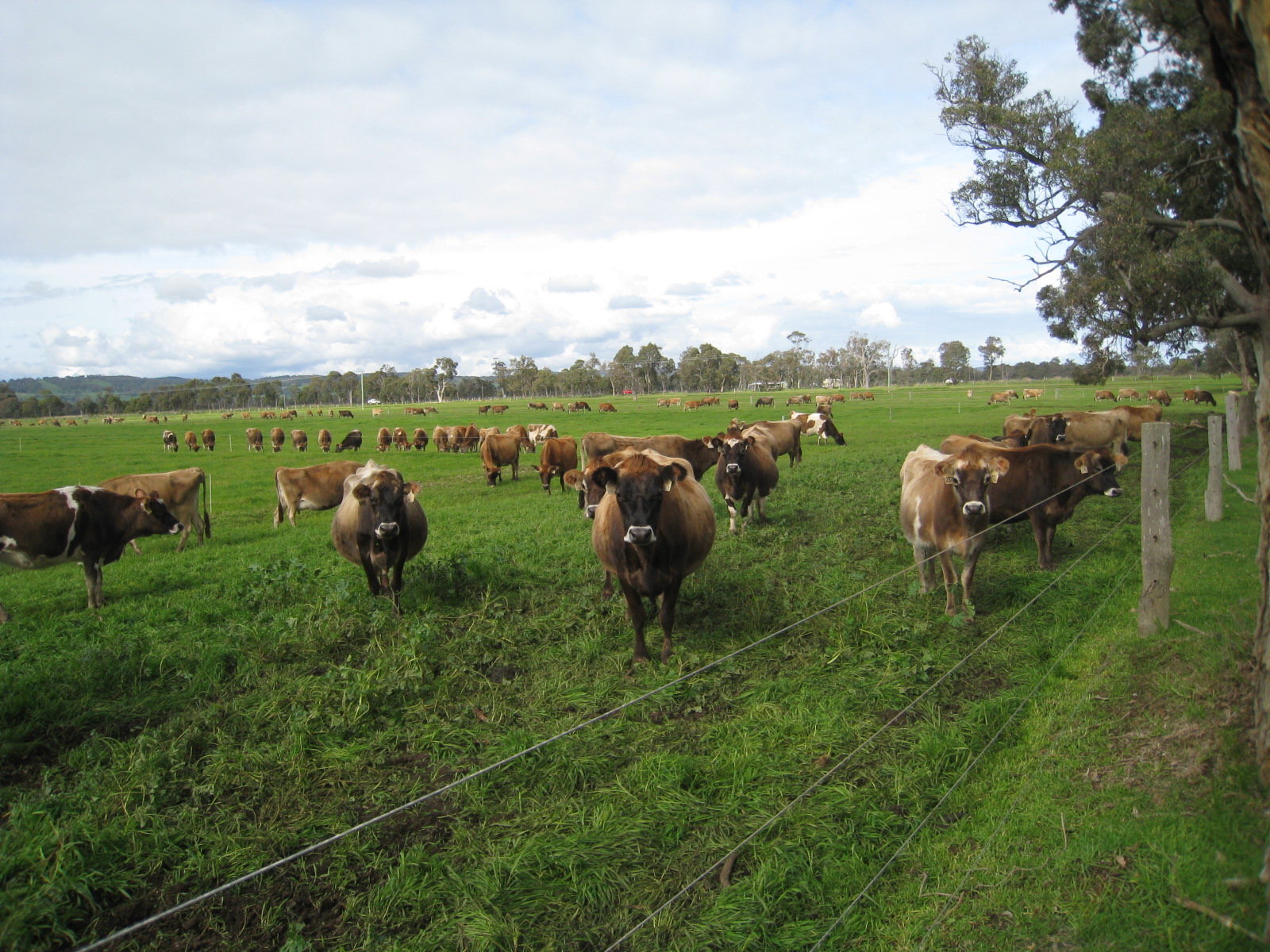 Rotational grazing for small landholders | Agriculture and Food
