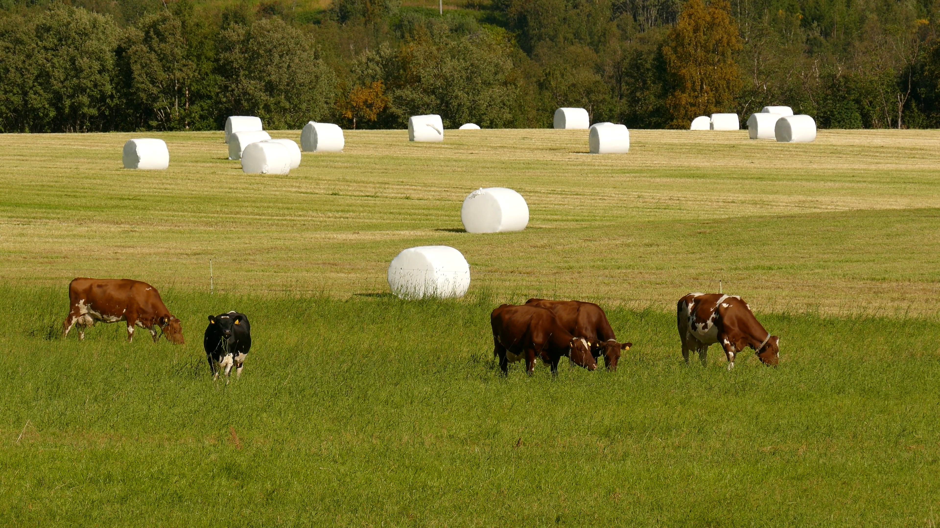 Cattle grazing close Stock Video Footage - VideoBlocks