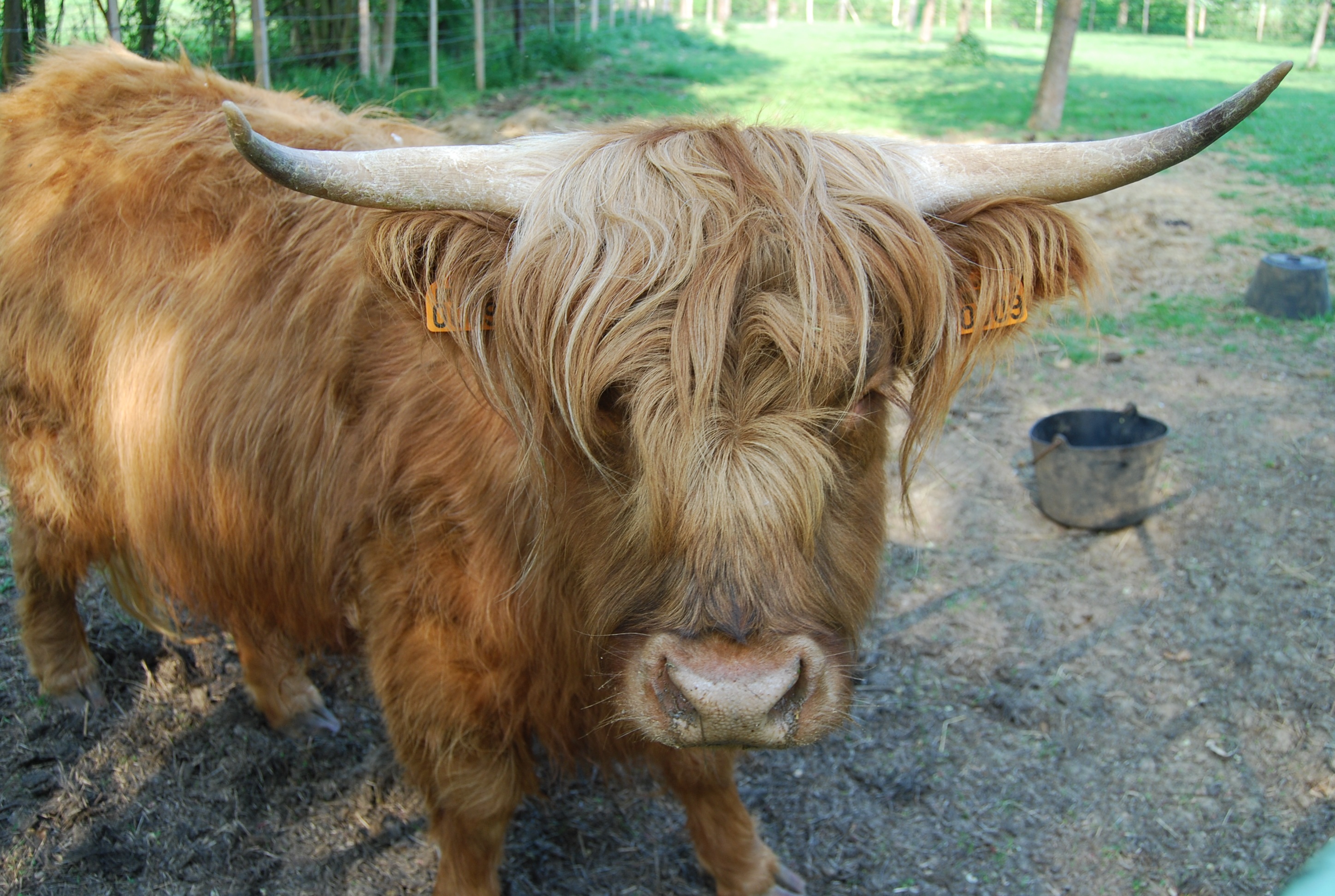 Free Images : animal, horn, pasture, fauna, bull, race, vertebrate ...
