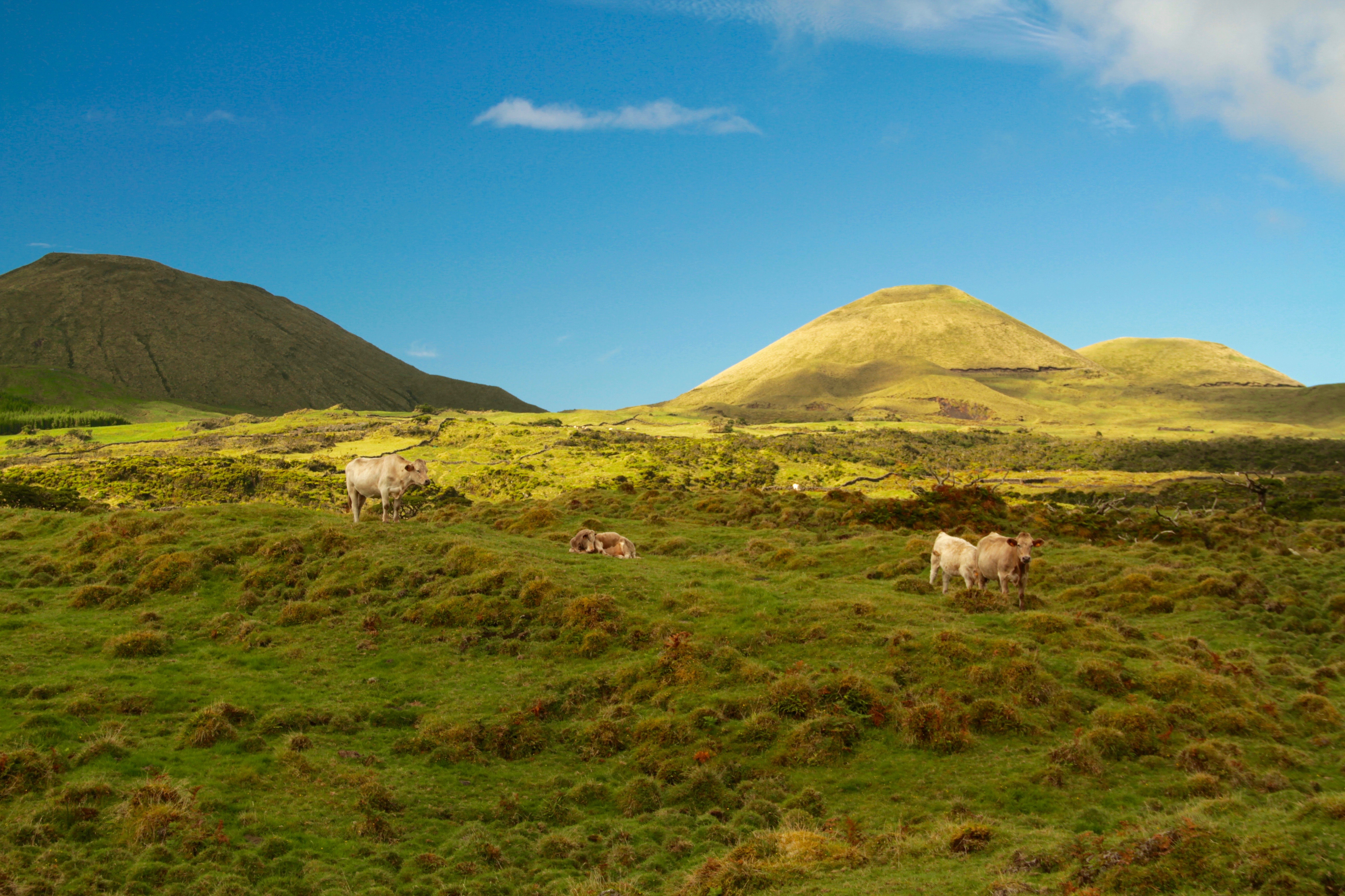 Cattles on field overlooking mountains under blue skt photo