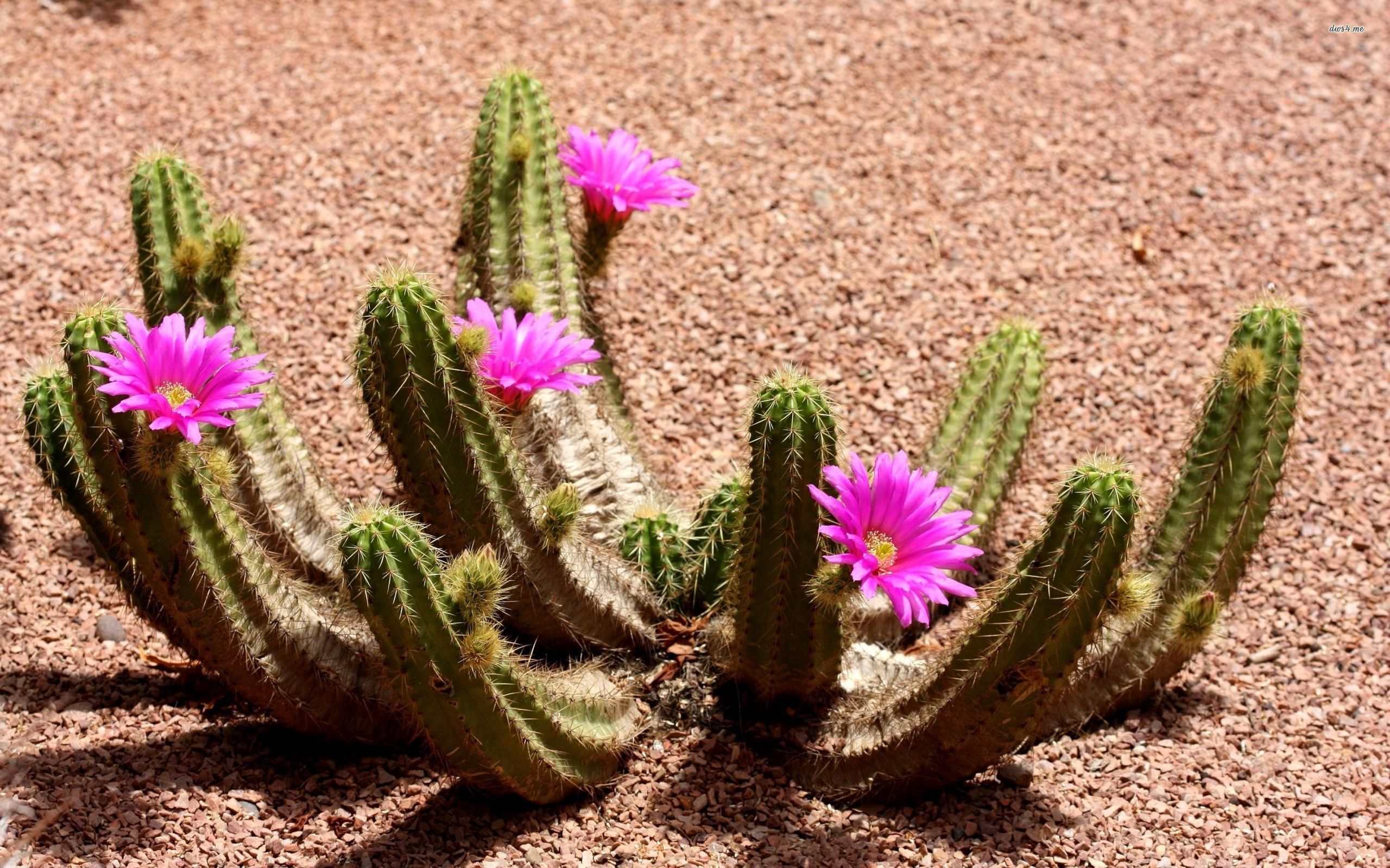 Cactus Flowers Wallpaper Background 59184 2560x1600 px ...