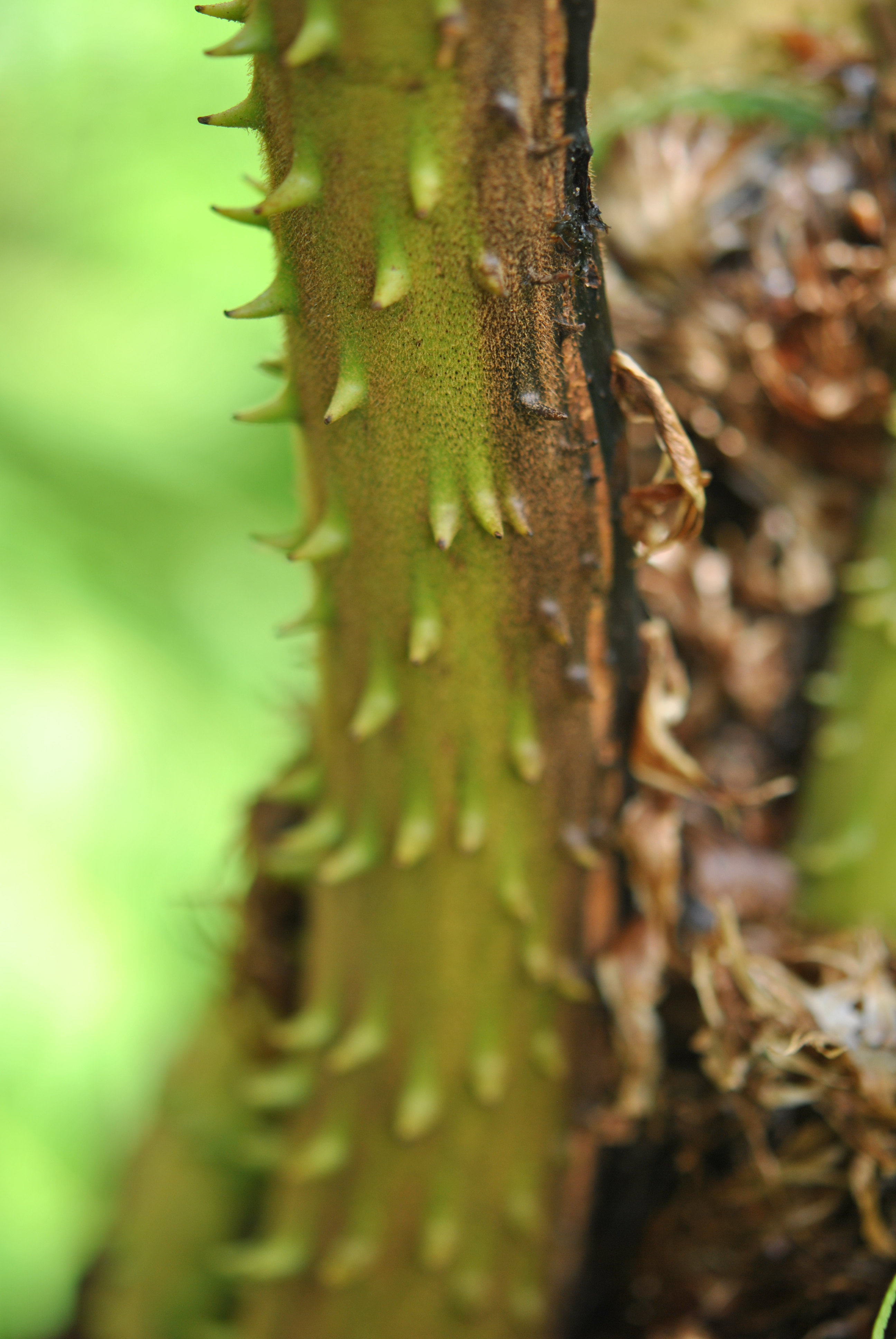 Cyathea trichiata | Ferns and Lycophytes of the World