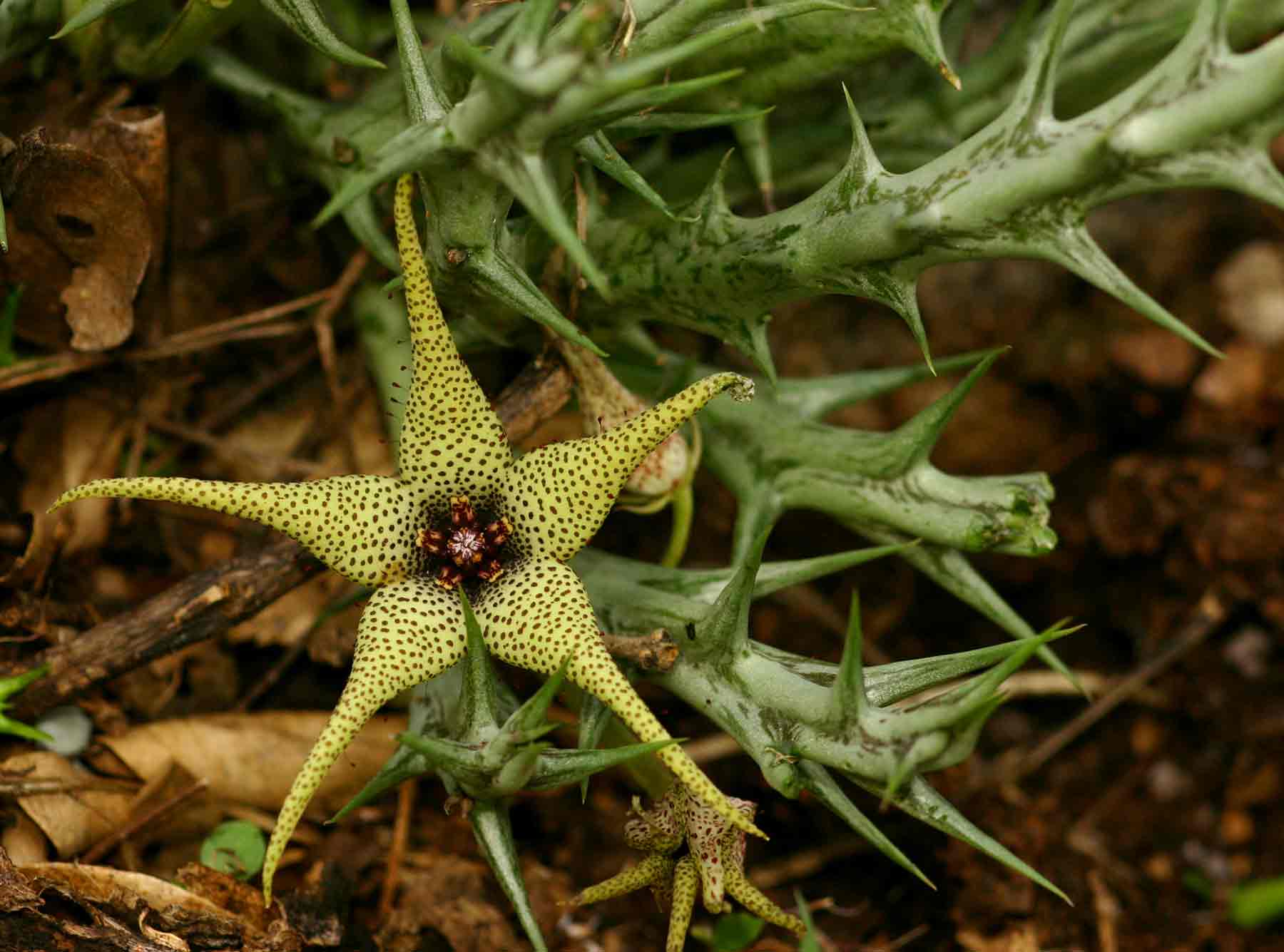 Flora of Zimbabwe: Species information: individual images: Orbea caudata