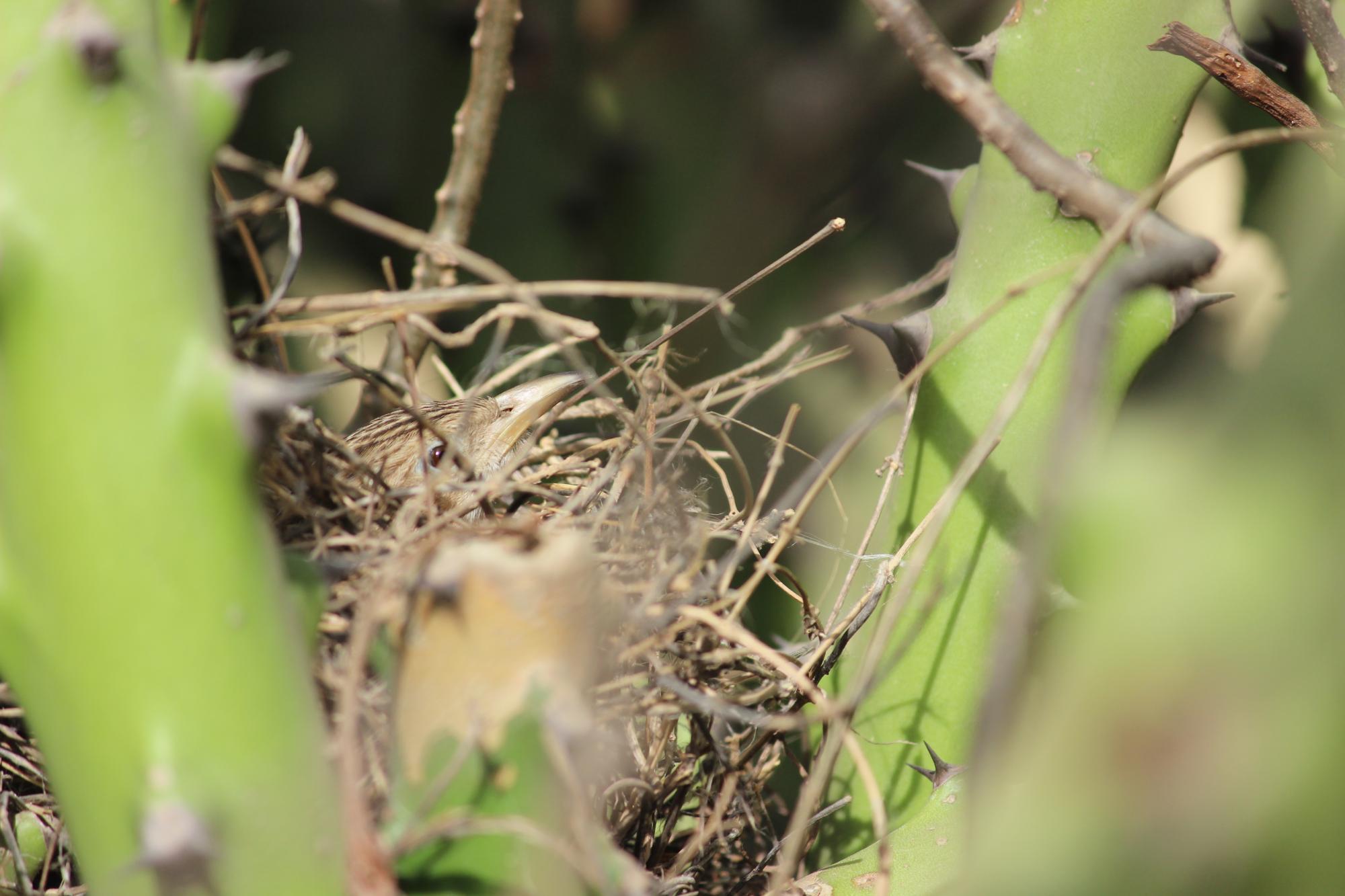 Common Babbler (Argya caudata) on nest | the Internet Bird ...