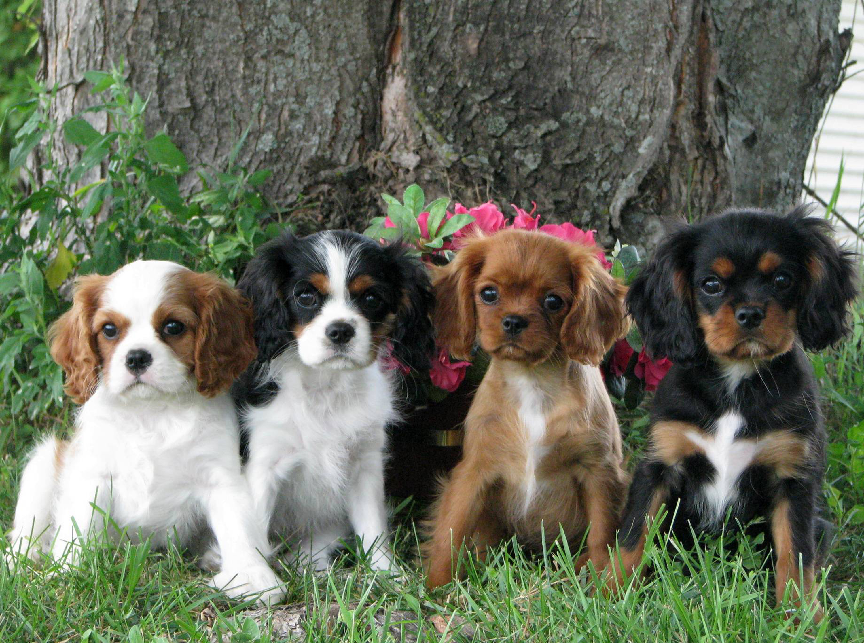 10 Perfectly Elegant Things You Should Know About Cavalier King ...