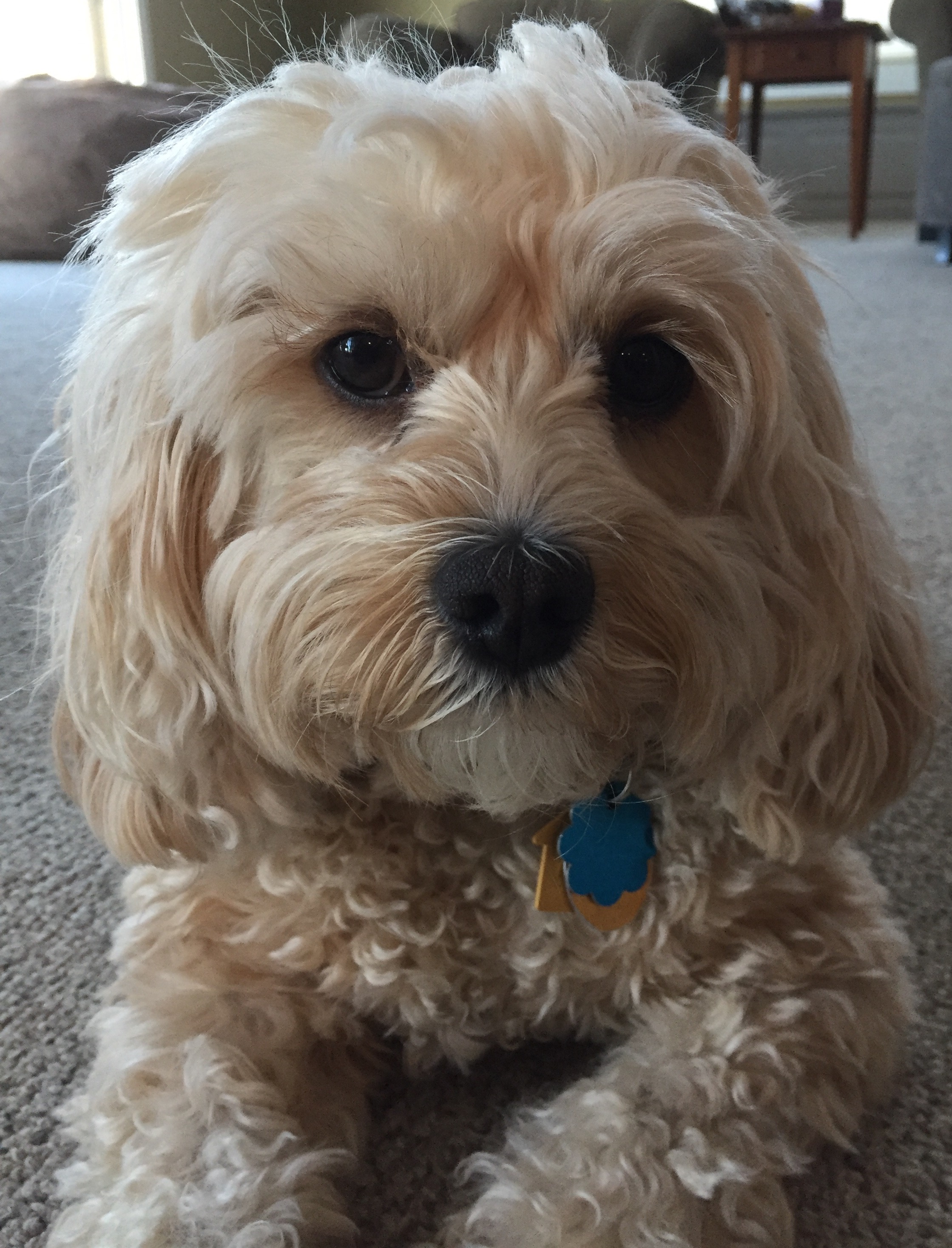 Social Lessons from a Cavapoo | HowToMakeAndKeepFriends.com