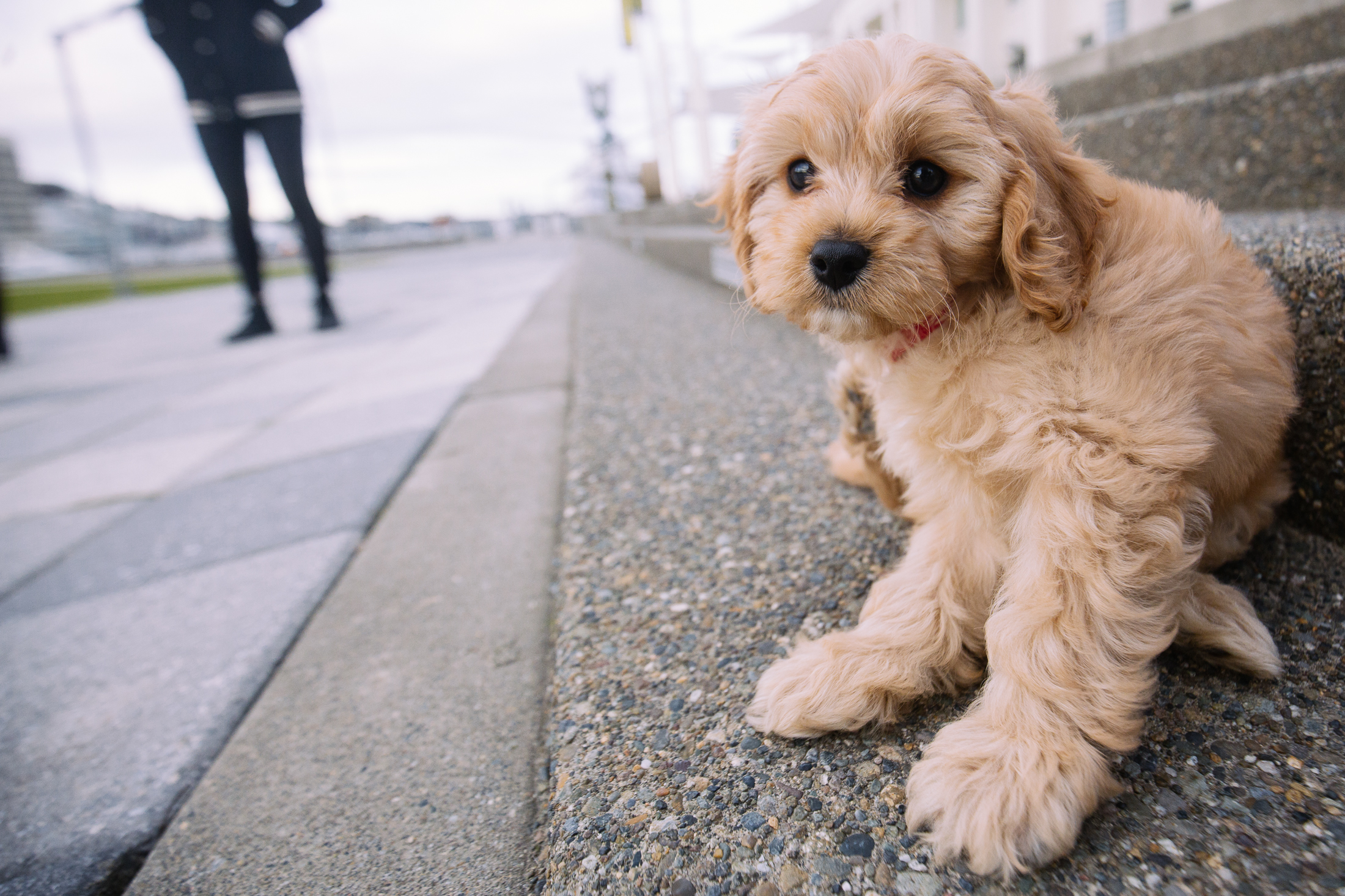Meet Ollie, the adorable Cavapoo puppy | Seattle Refined