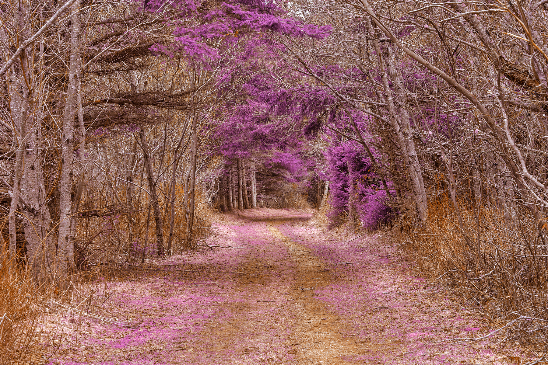 Cavendish forest trail - purple nostalgia hdr photo