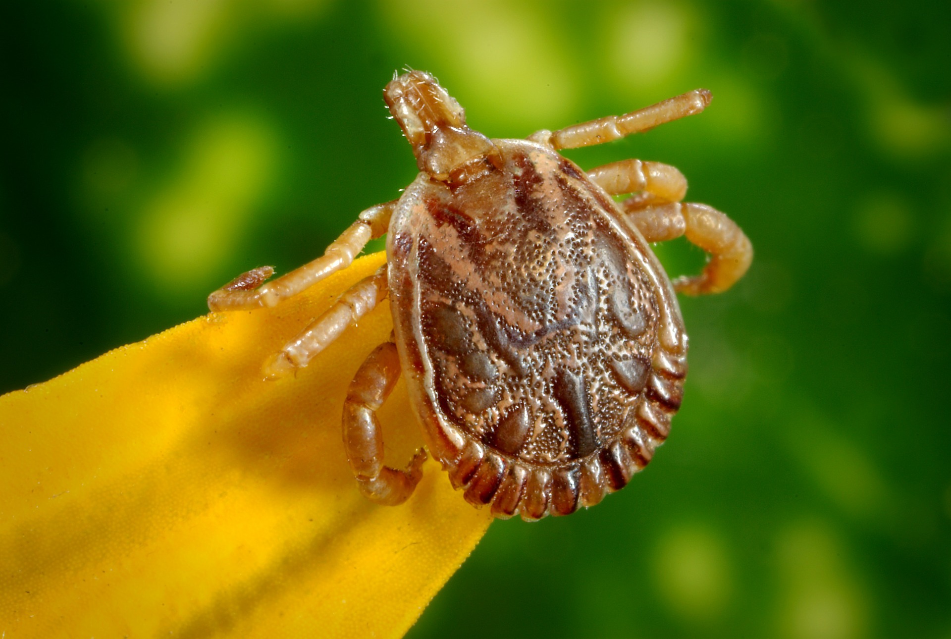 What Is Powassan Virus? More Serious Than Lyme, Experts Say This ...