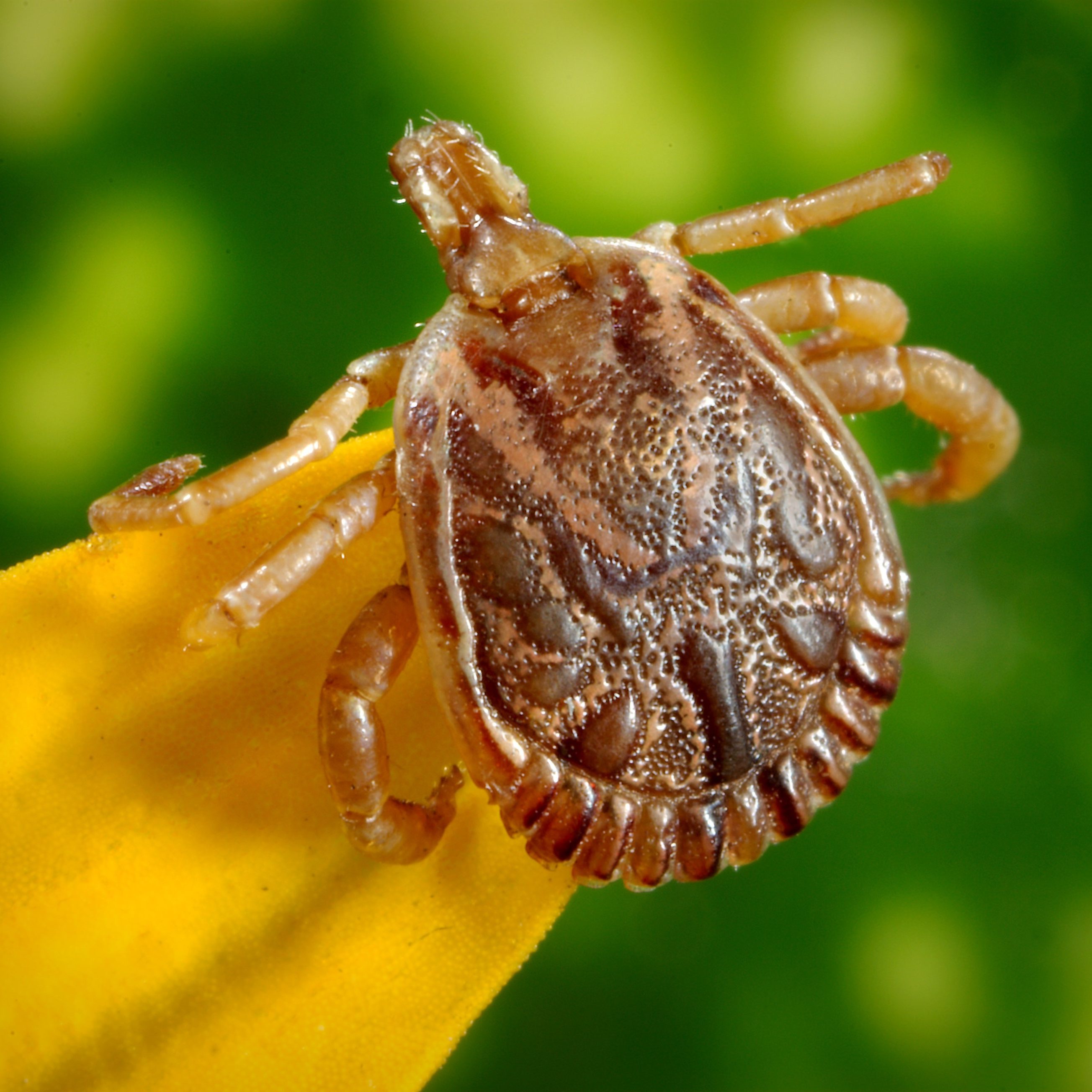 Fleas & Ticks - Missouri City Pest Control
