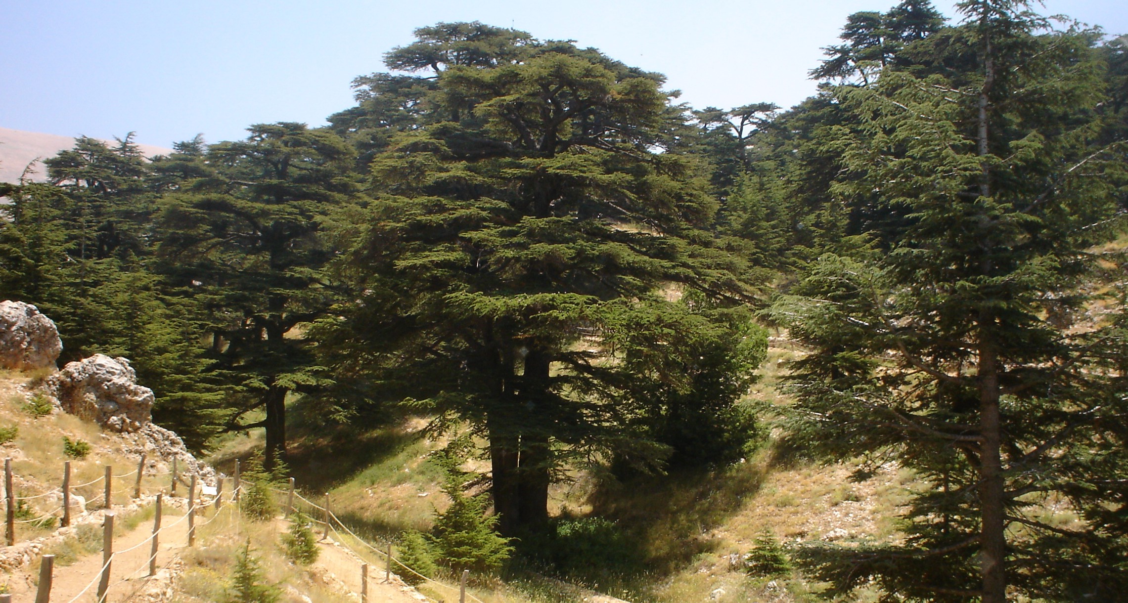 Cedar forest photo