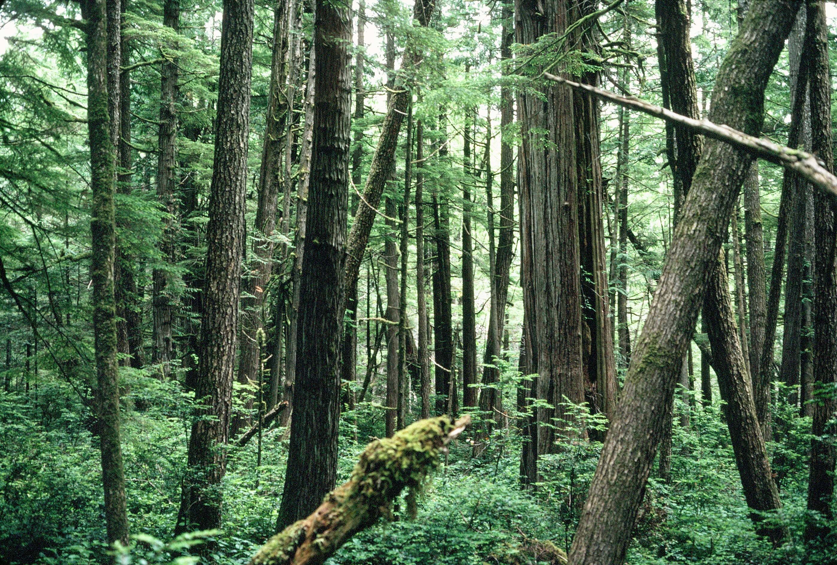 Forested Wetlands | oregonexplorer | Oregon State University