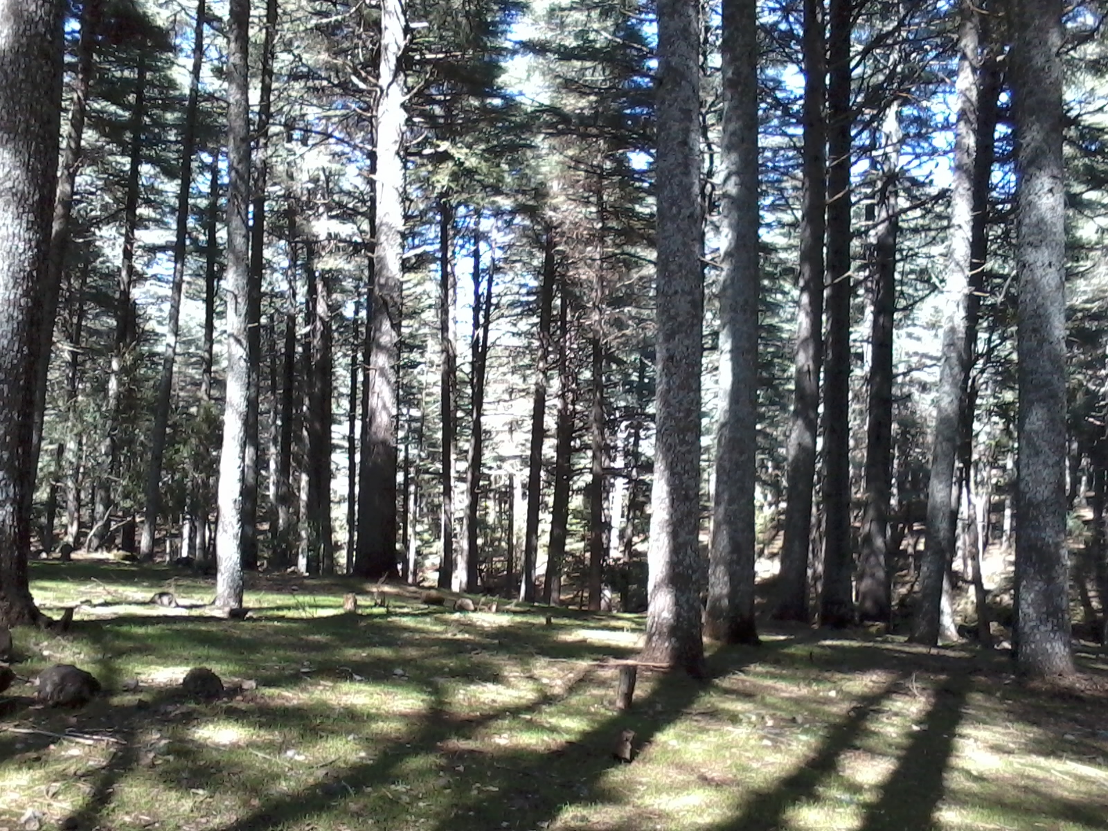 File:Ifrane National Park cedar forest.jpg - Wikimedia Commons
