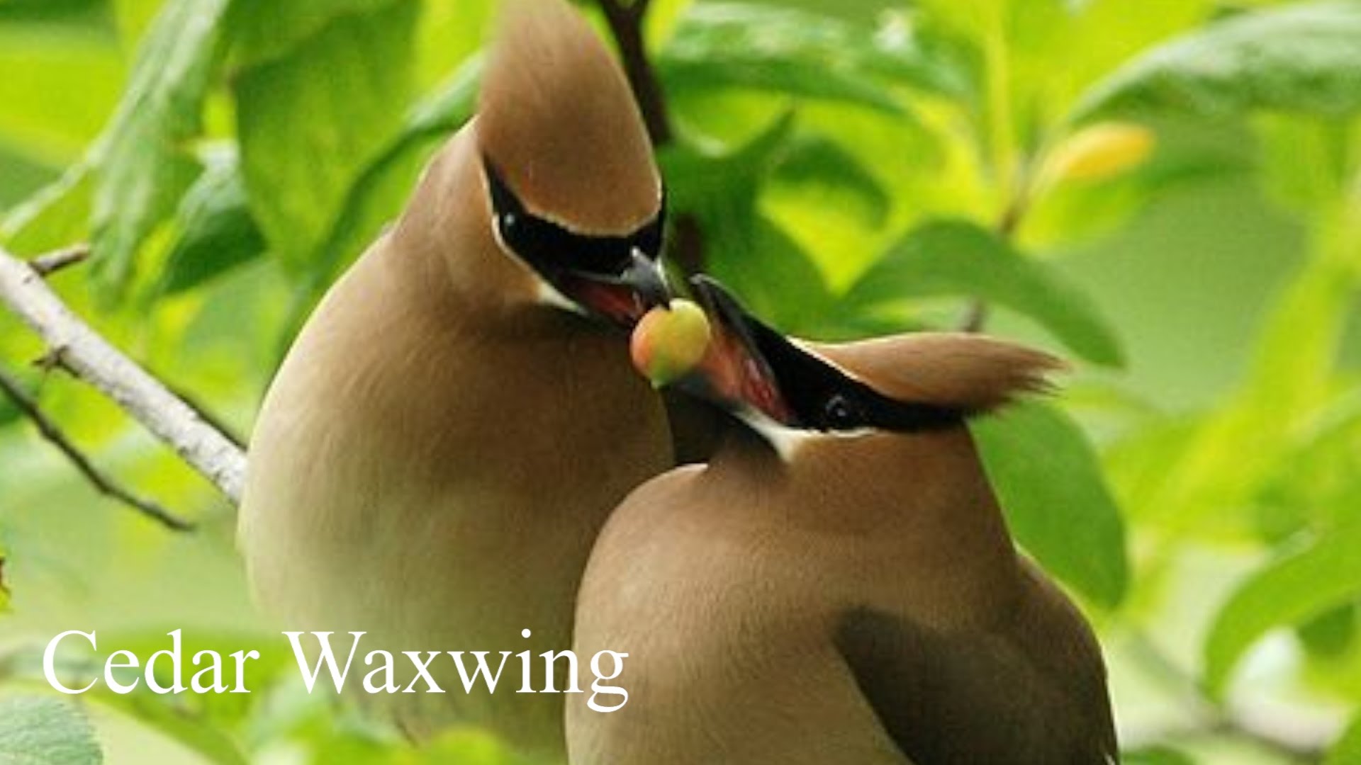 Cedar waxwing photo