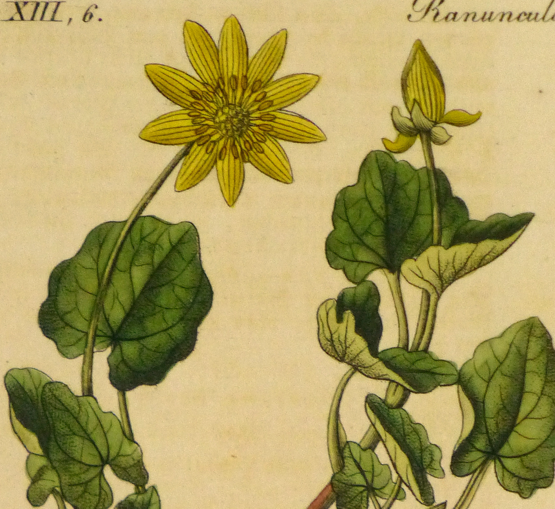 Lesser Celandine Botanical Print, circa 1830