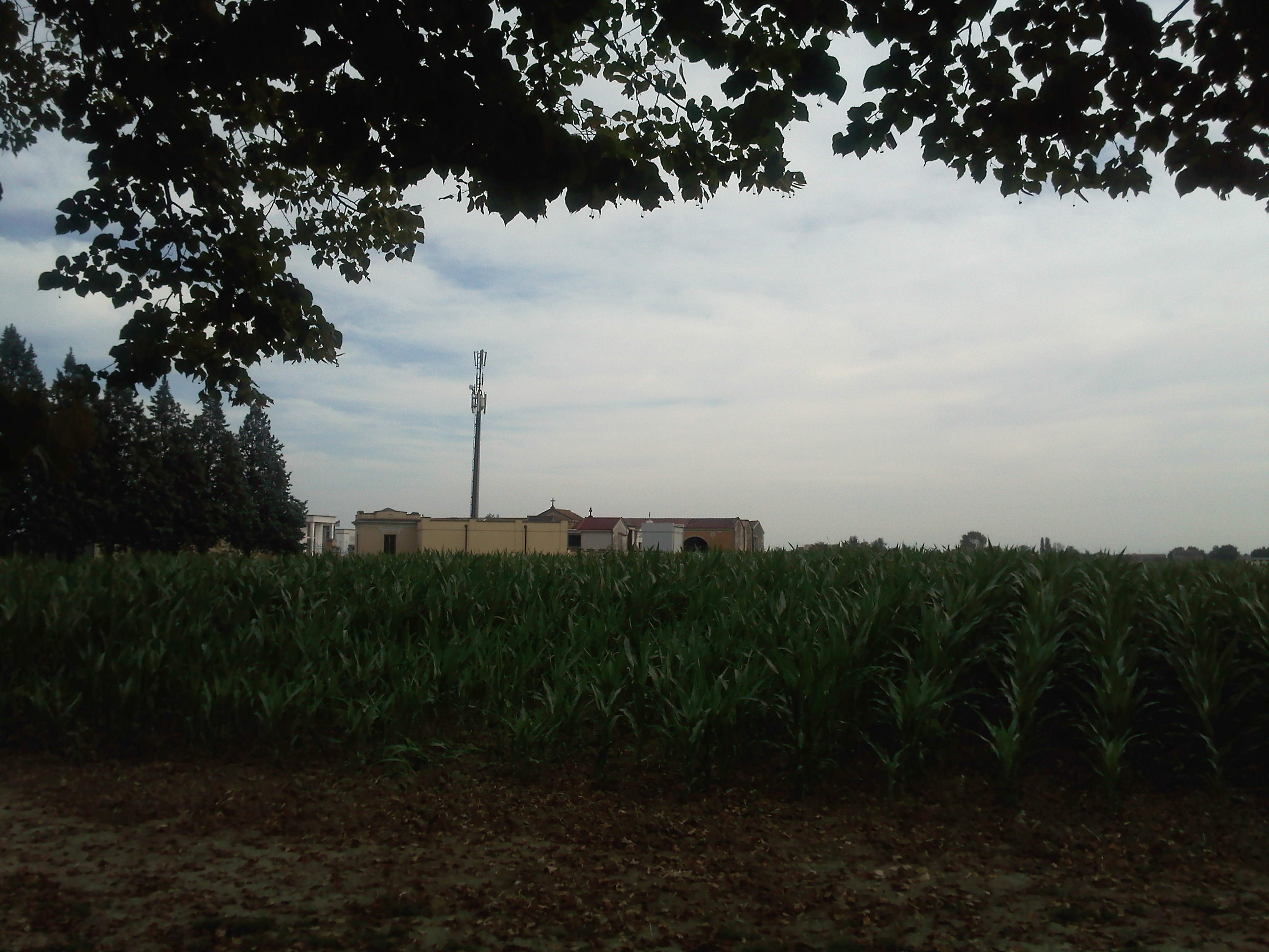 Cornfield by the cemetery, Lentigione – Bassa padana