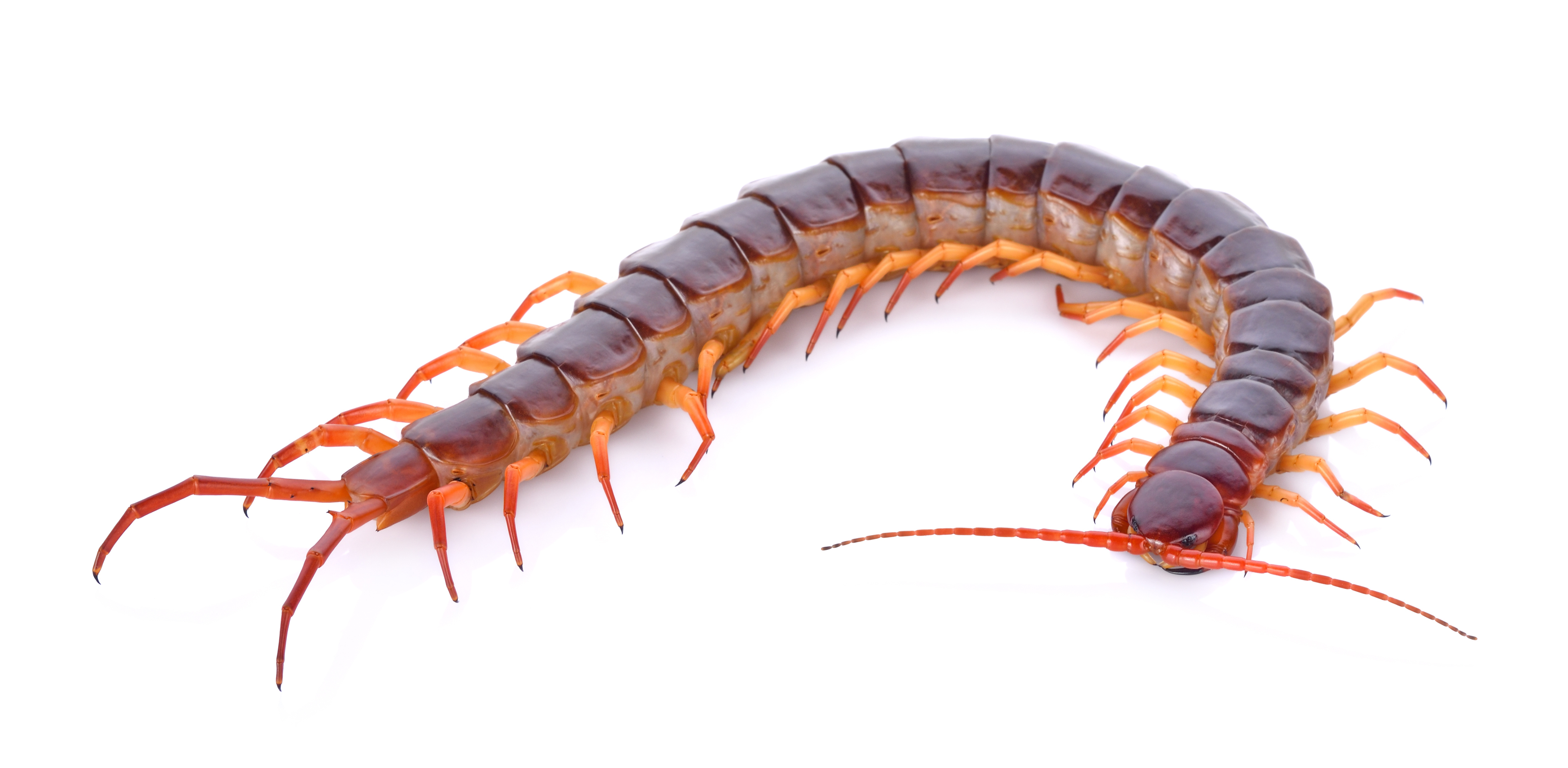 Centipedes | Bill Clark Bugsperts