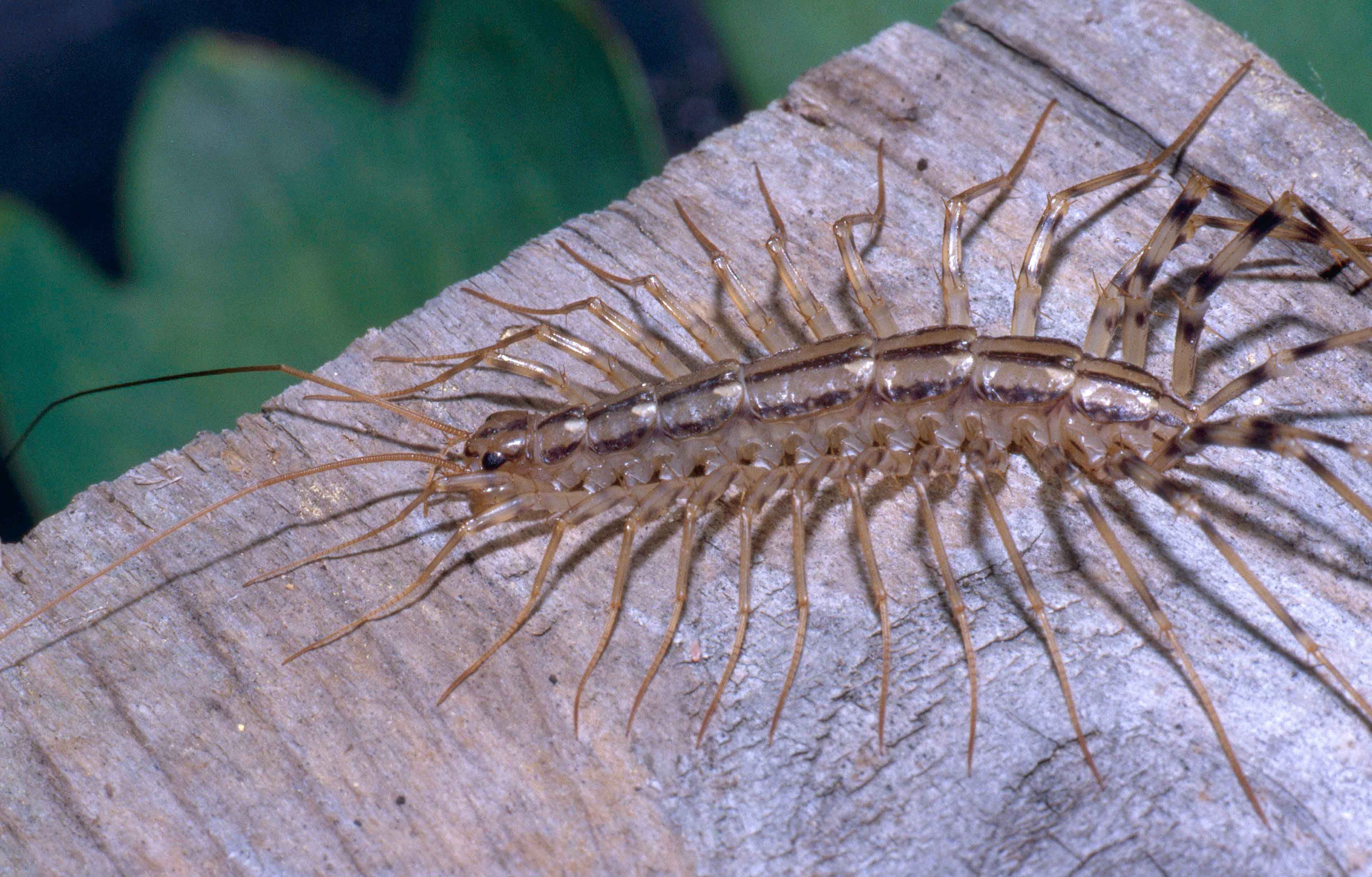 Why You Should Never Kill a House Centipede - What Do House ...