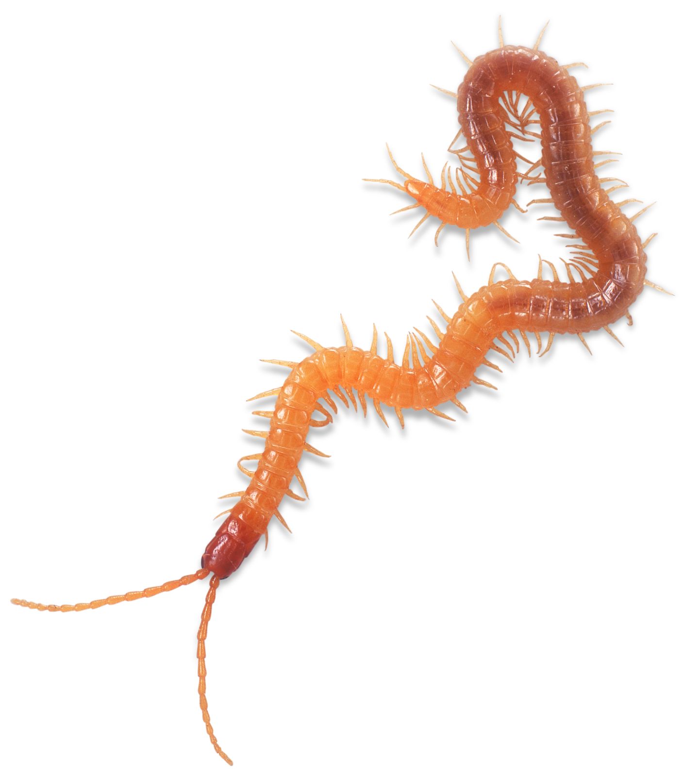 Difference Between Centipede and Millipede | DK Find Out