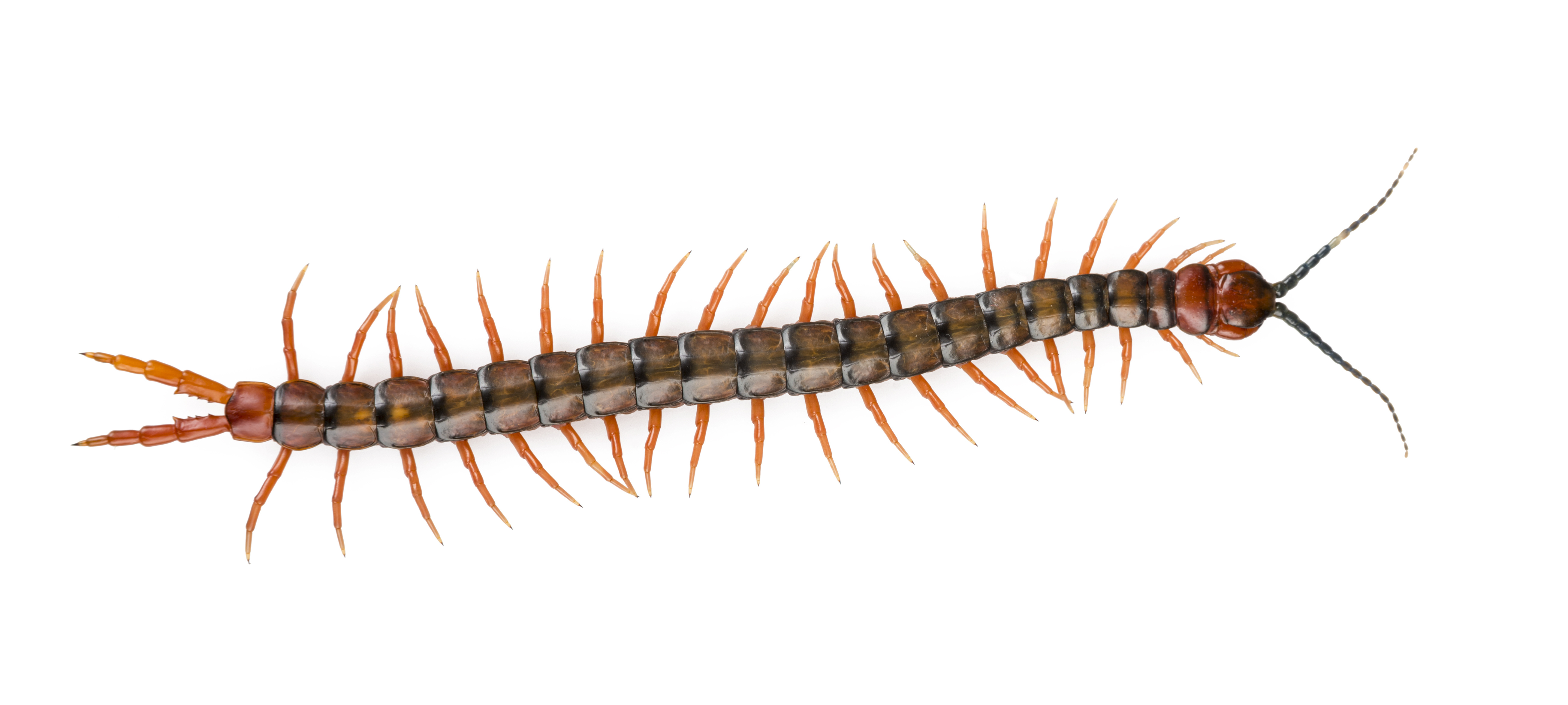 Centipede & Millipede Infestations NYC | Long Island | Pest Control ...