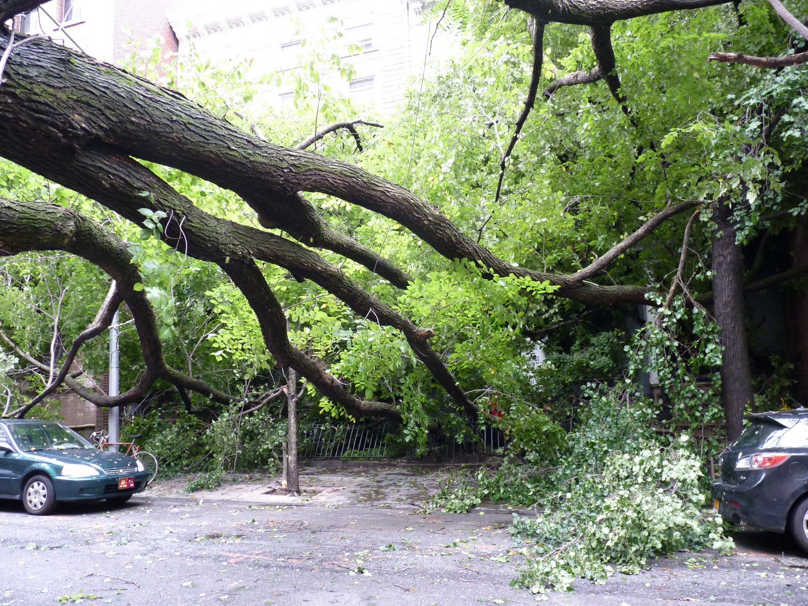mcbrooklyn: Hurricane Irene Blows Down Huge Old Elm Tree in Brooklyn ...