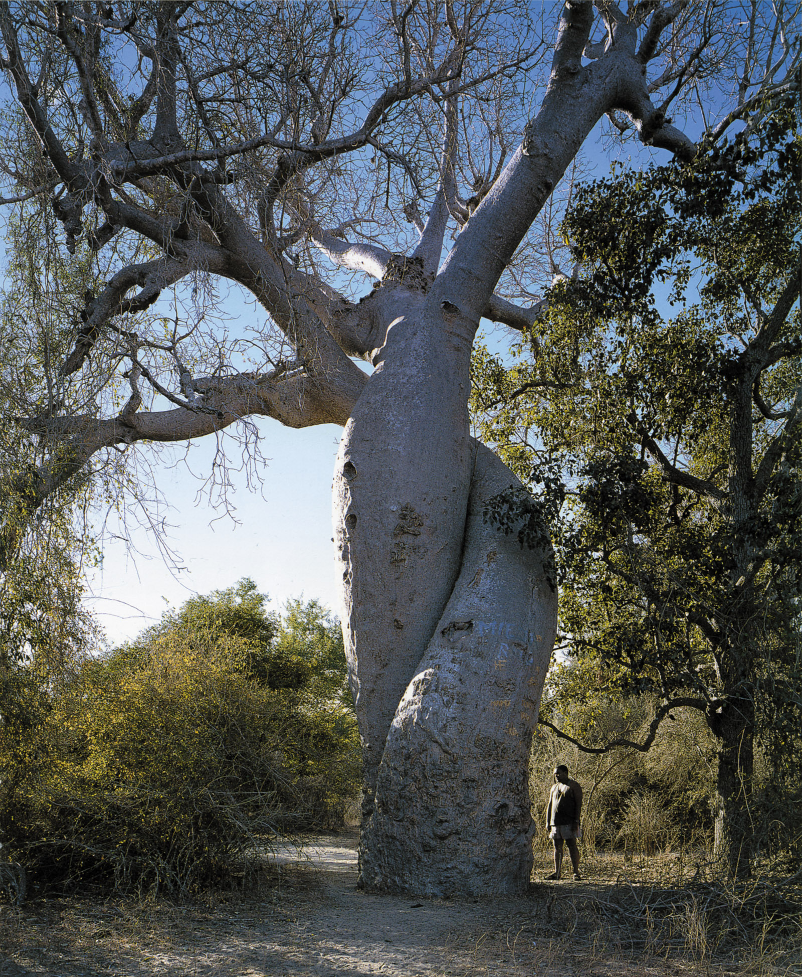 What the Trees Say | by Thomas Pakenham | The New York Review of Books
